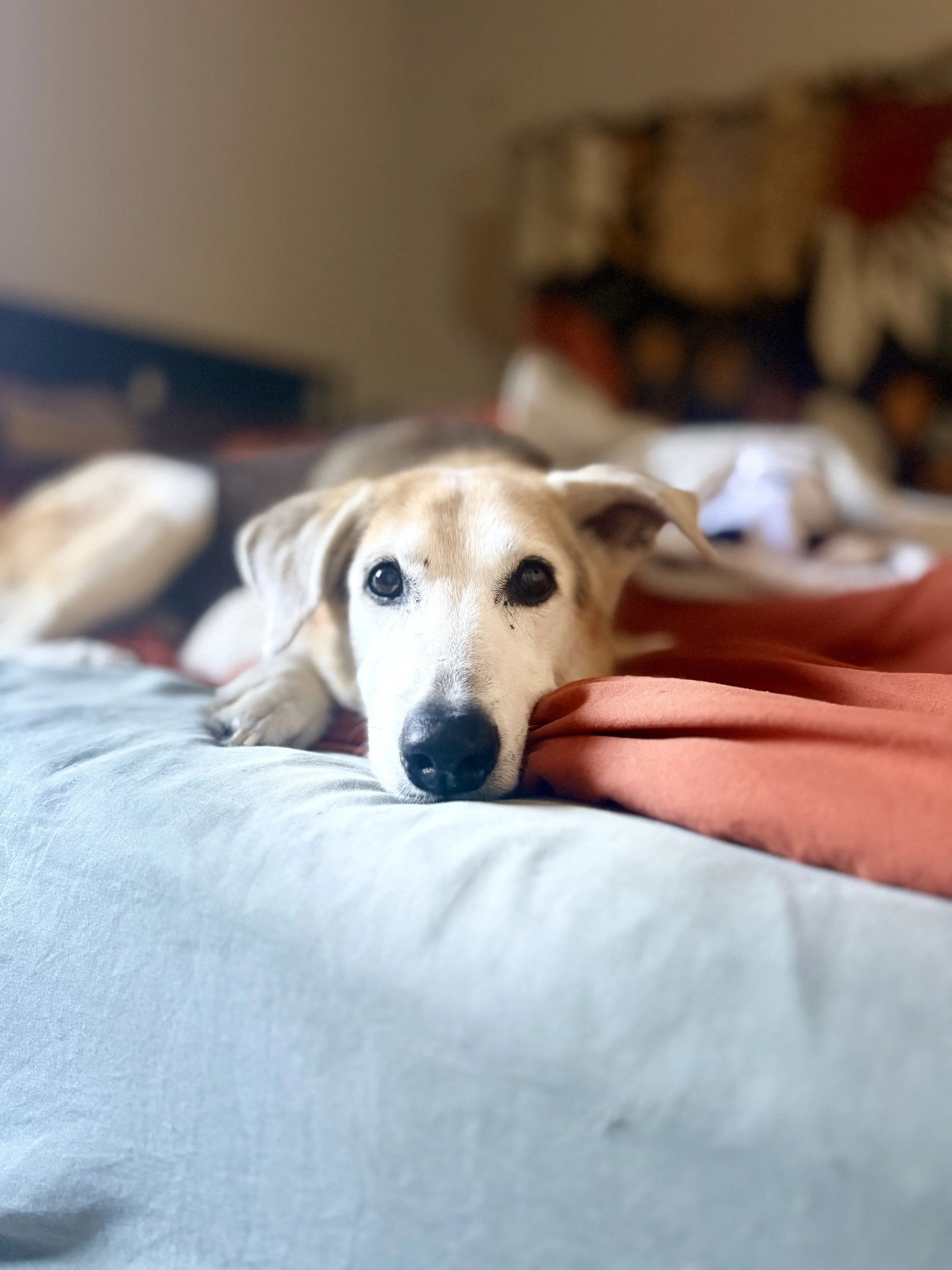 FullSizeRender (10).jpeg