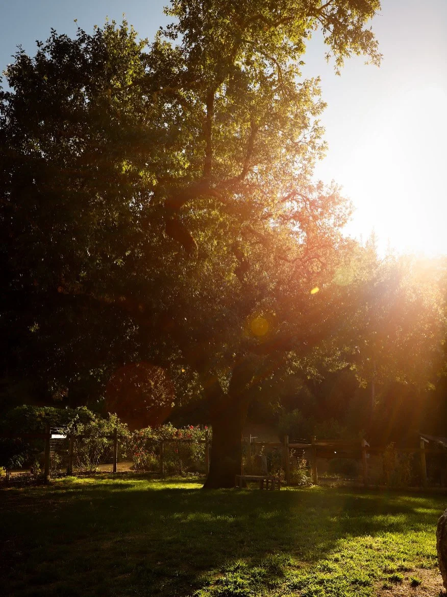 Living that New Tree Ranch dream 🌲✨

Planning // @kismetweddings.co @kismetevent.co 
Venue // @newtreeranch 
Floral // @dragonfly_floral 
Catering // @jamilpeden 
Photography // @brandonmyoung 
Beauty // @santarosapowderroom 
Band // @howelldevineba