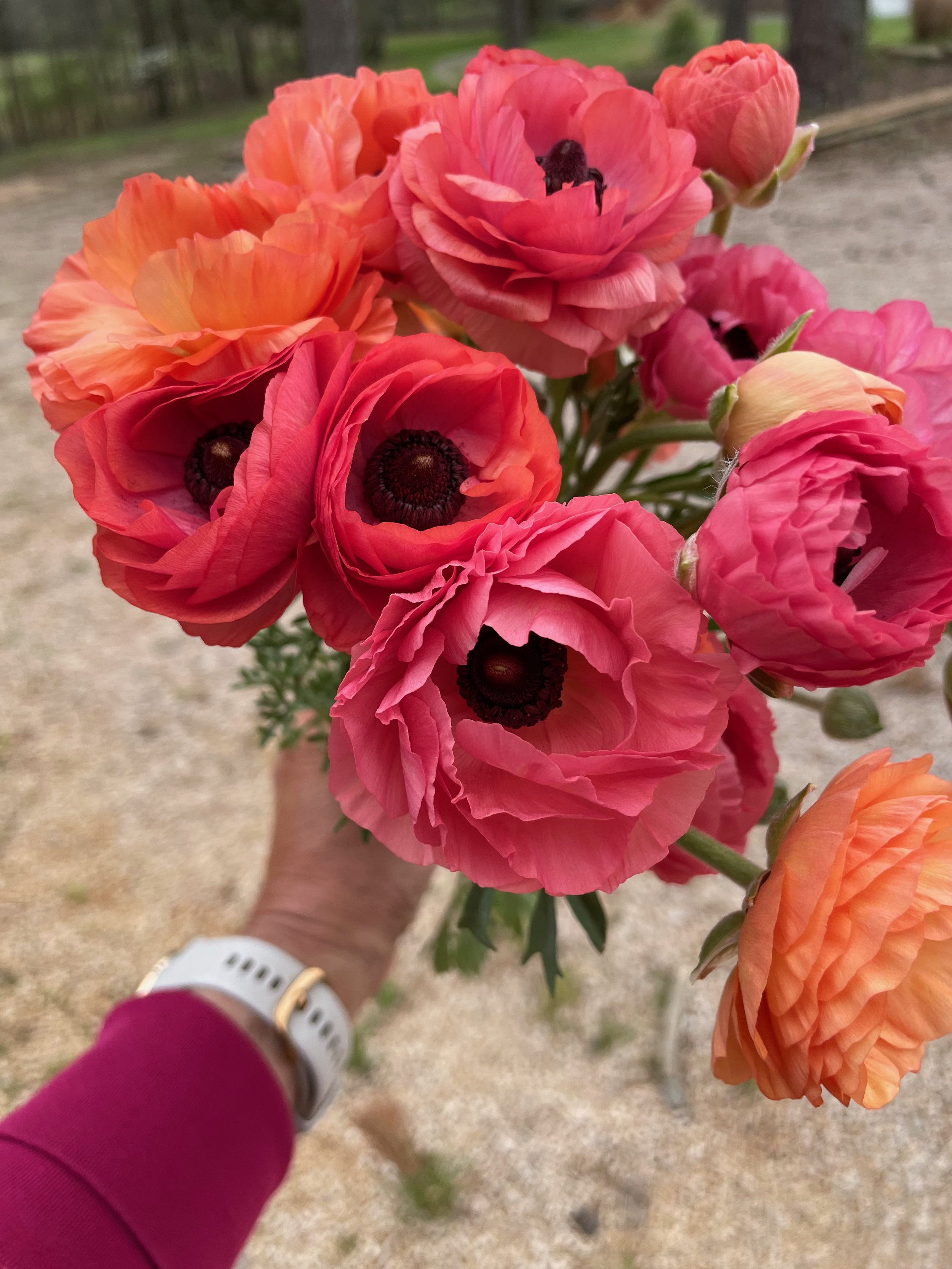 IMG_0629.jpeg