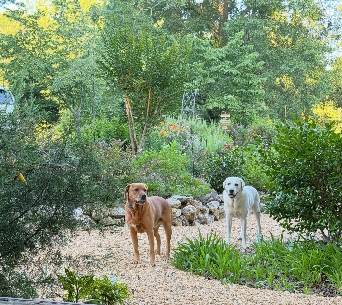Before I got completely swept up in this wild, wonderful world of flower farming 🌼 🌺 🌸&hellip; my &lsquo;roots&rsquo; were actually in garden design.
I loved helping people rethink their outdoor spaces to make them feel more beautiful, functional,