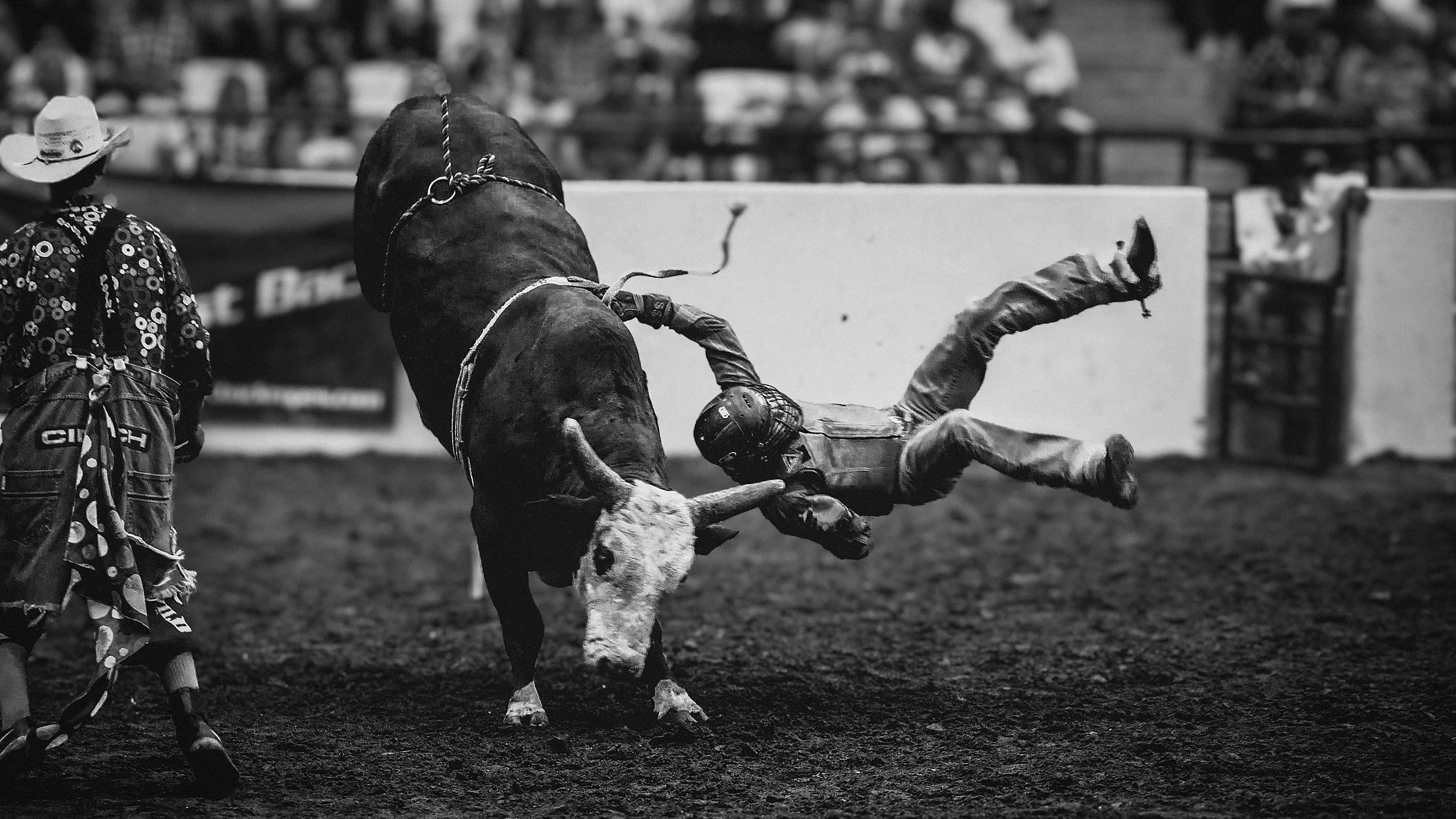 A rodeo scene in black and white where a cowboy has fallen from a bull, and another cowboy stands nearby watching.
