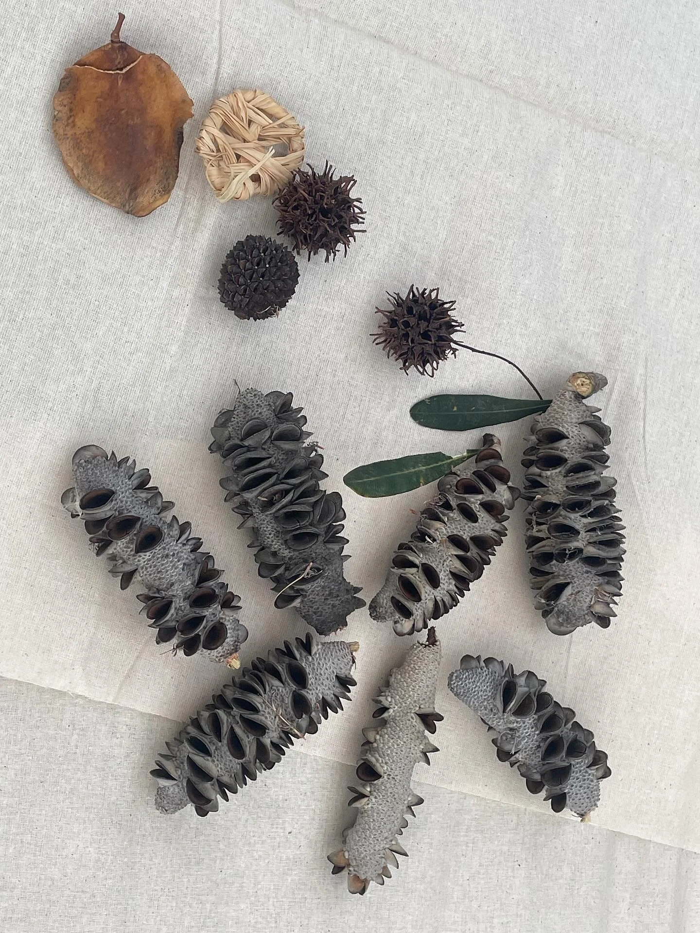 Tonight we gathered at @stjohnboscoschool for our final Members Network of 2025. Together we explored learning in, with and from nature guided by provocations from the transformation of the schools courtyard.

We look forward to continuing our free n