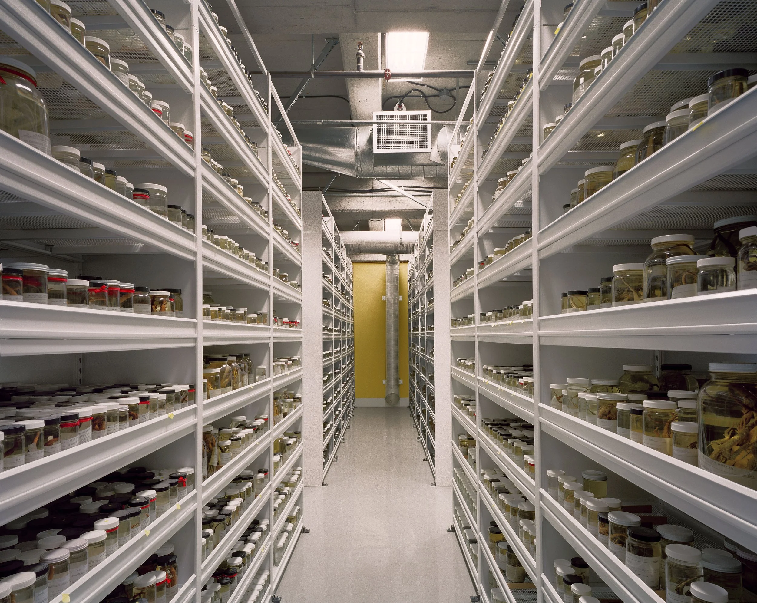 California Academy of Sciences - Transition Museum, SF CA - (program spaces: catalogue artifacts) Melander Architects