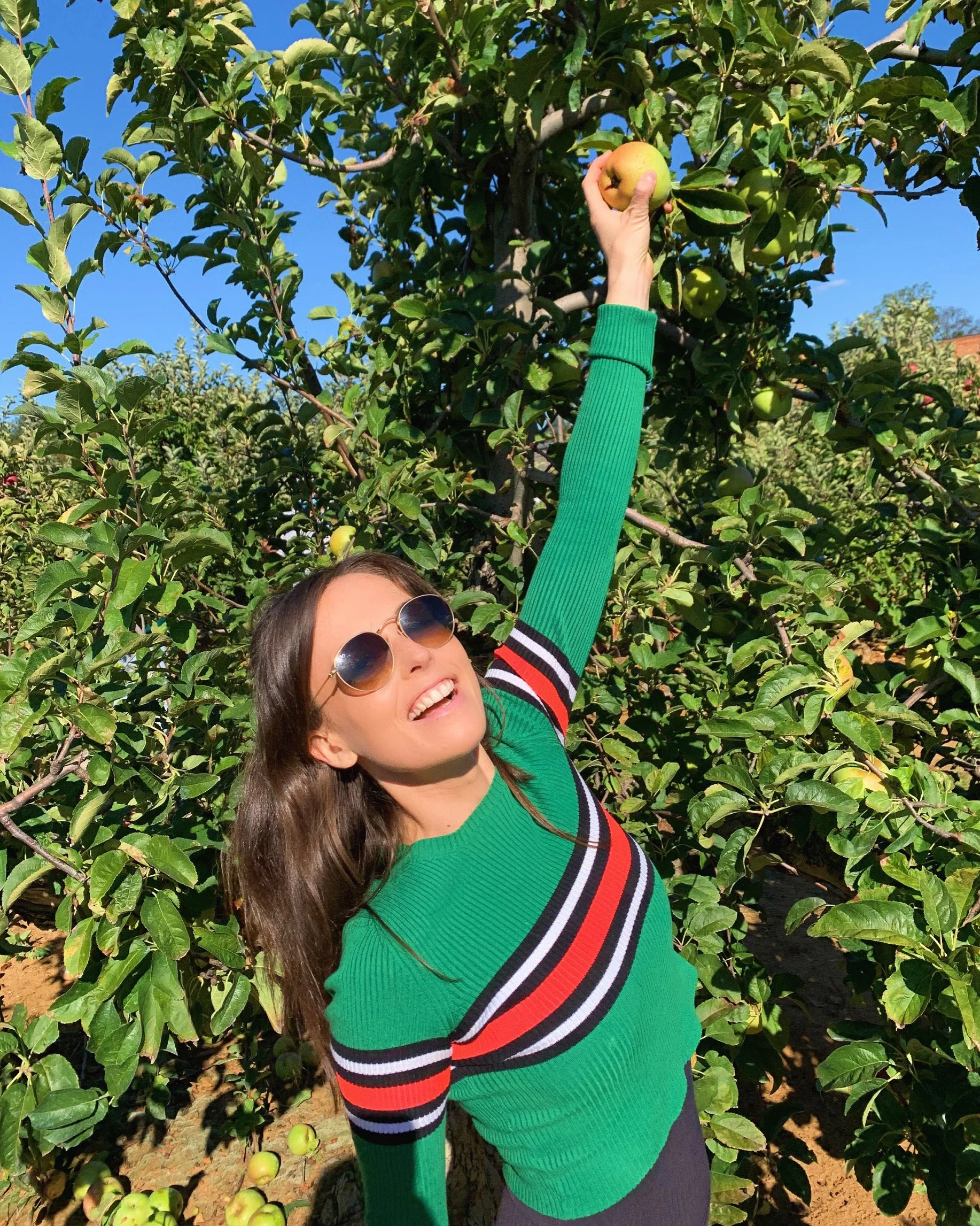 A woman wearing sunglasses and a green sweater with red, white, and black stripes is standing outdoors under a clear blue sky, reaching up to pick a yellow-green apple from a tree in an orchard.