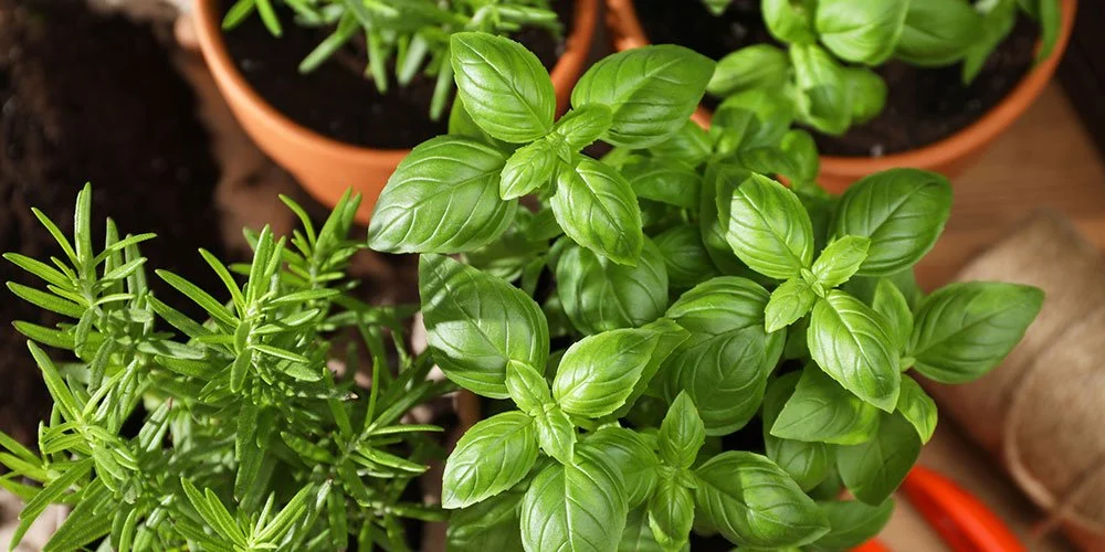 How I Created an Indoor Edible Garden (Even Without a Backyard)