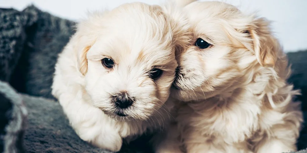The Healing Power of Animals