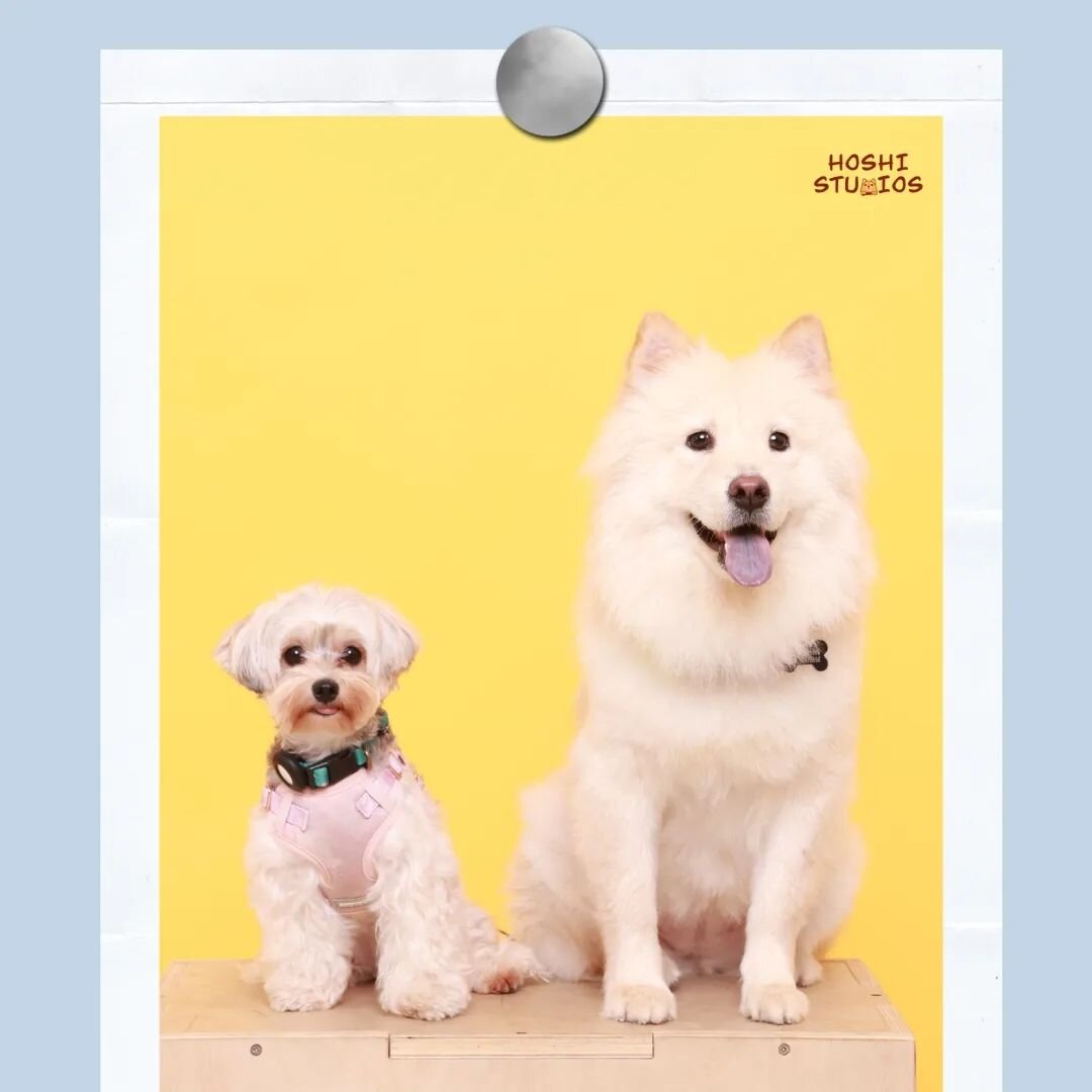 🎶🎵 Look at the dogs, look how they smile for you, at everything you do ✨🌟

#loyalty #coldplay #yellow #pawtners #hoshistudios #photoshoot #photobooth #selfphotography #selfphotoshoot #selfphoto #selfphotostudio #selfie #selfphotographystudio #self