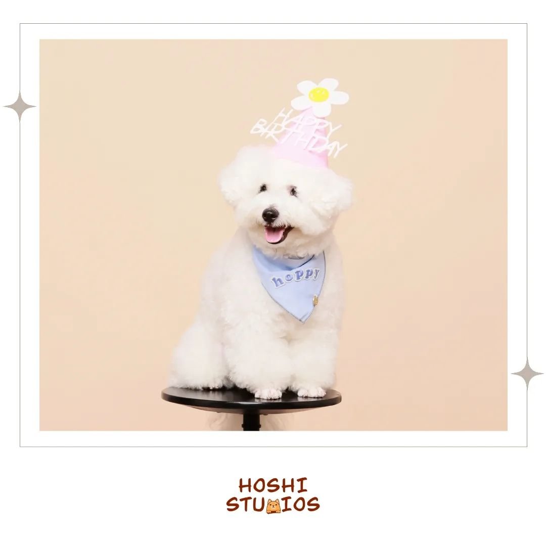 Get your furkid's bday shots fuss free at our studio! 📸🌟

#hoshistudios #photoshoot #photobooth #selfphotography #selfphotoshoot #selfphoto #selfphotostudio #selfie #selfphotographystudio #selfportraits #sgstudio #photostudio #photostudiosg #petstu