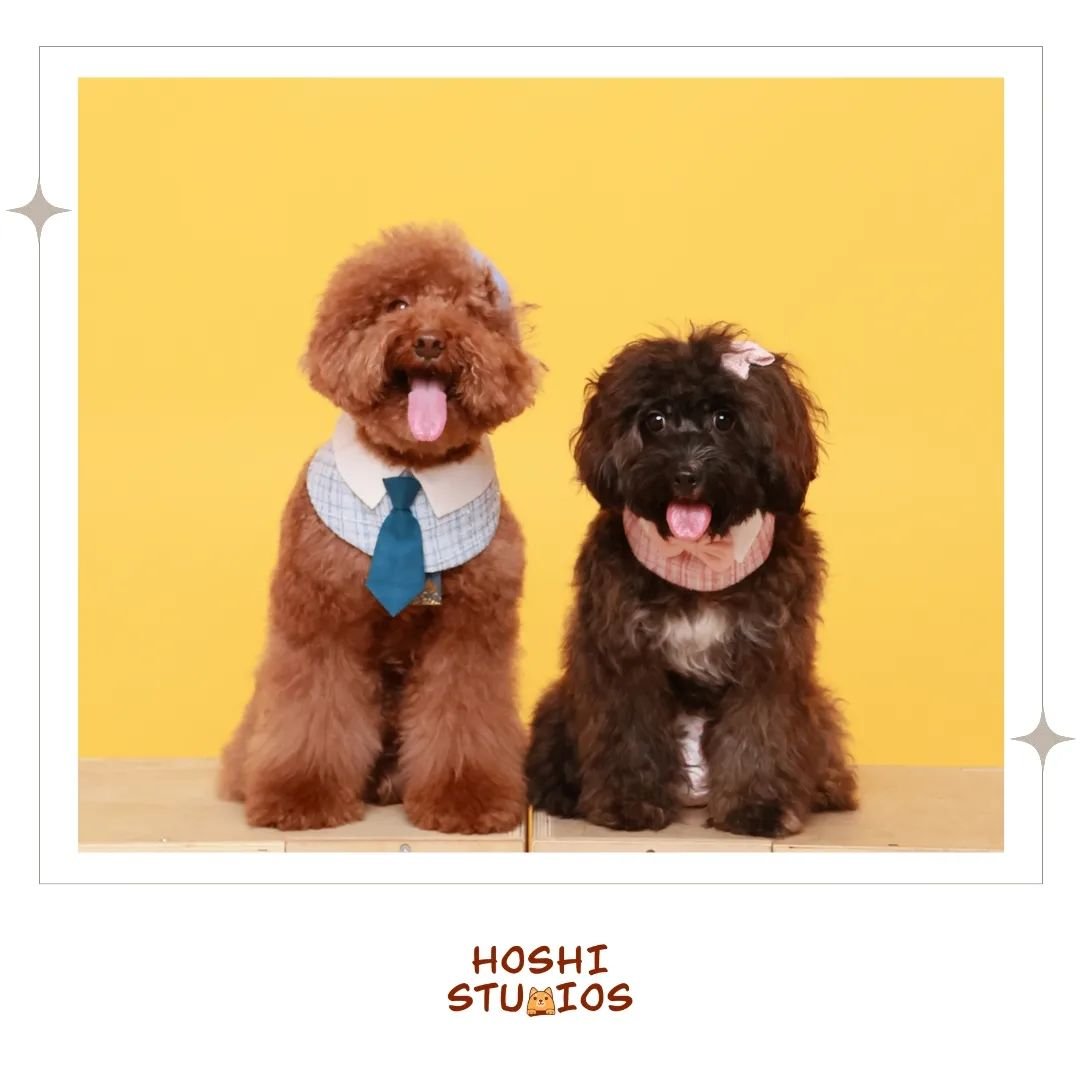 Corporate professionals' mood today because TOMORROW PUBLIC HOLIDAY 🥳🥳🥳🥳🥳

#labourday #dogbuddies #hoshistudios #photoshoot #photobooth #selfphotography #selfphotoshoot #selfphoto #selfphotostudio #selfie #selfphotographystudio #selfportraits #s