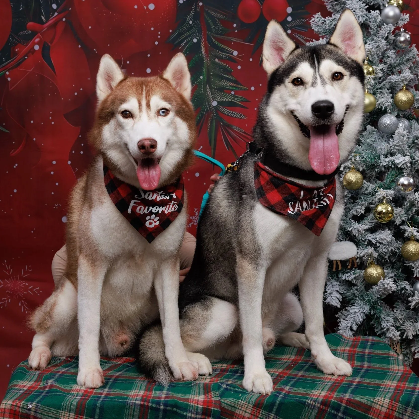 Two husky dogs sitting in front of a decorated Christmas tree and a red holiday background, wearing matching red and black plaid bandanas that say 'Santa's Favorite' with a paw print.