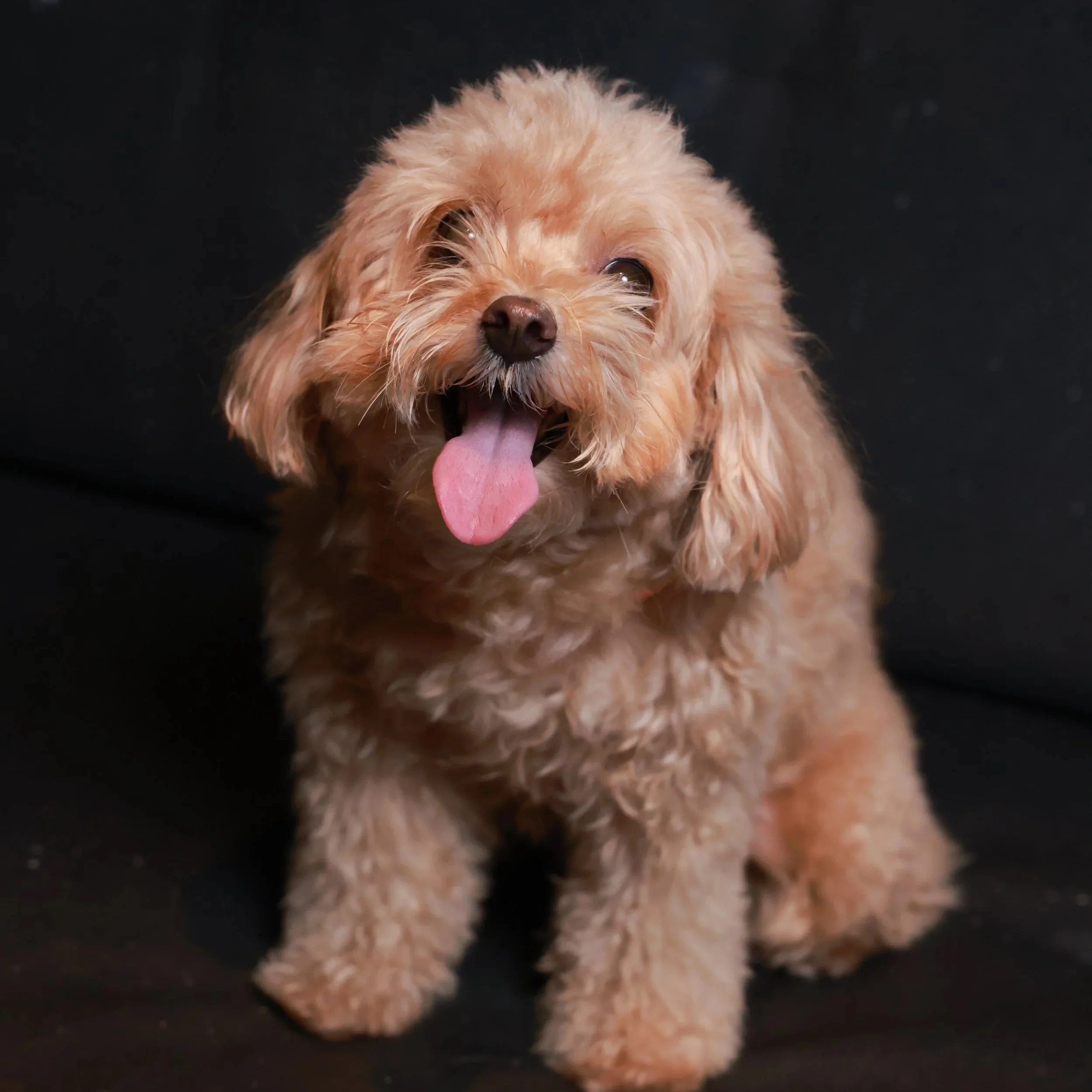 A small, fluffy, light brown dog sitting with its tongue out against a black background.