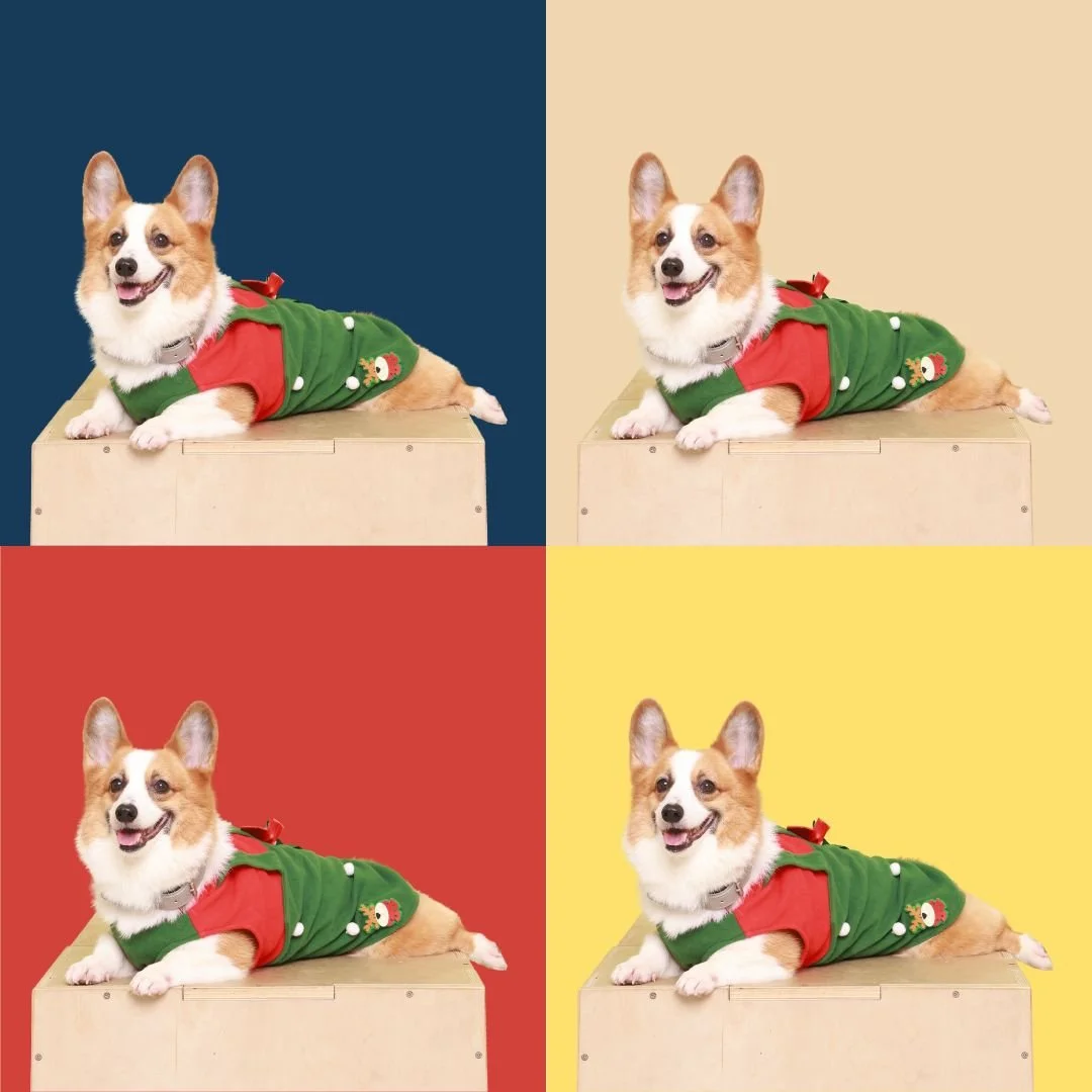 Photo of a corgi dog wearing a Christmas sweater with a holiday-themed background divided into four colored quadrants: navy blue, beige, red, and yellow.