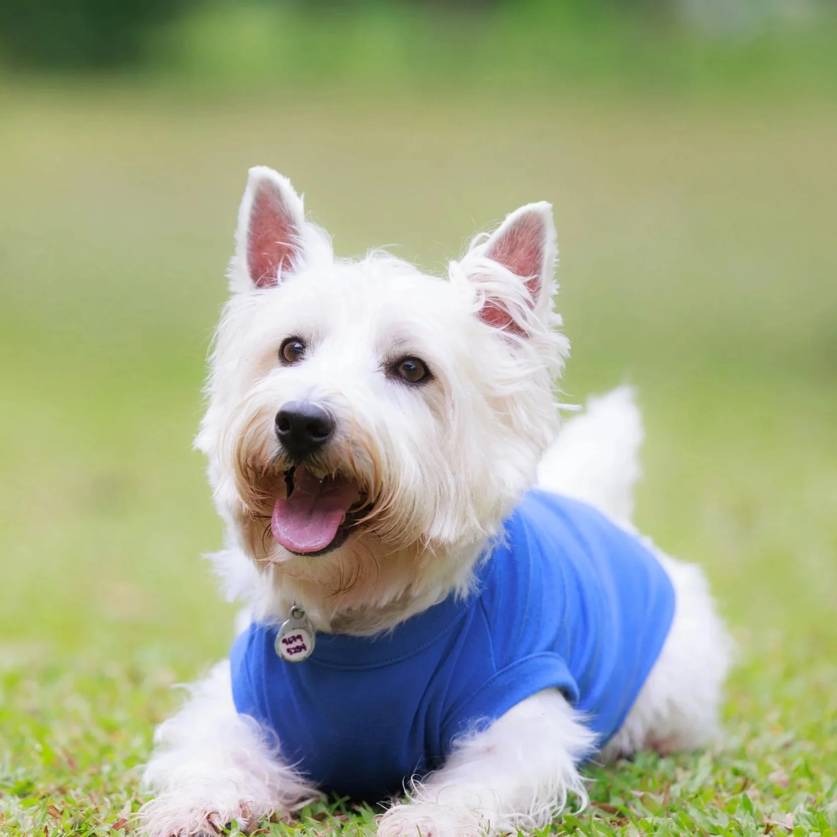 A happy white dog with pointed ears, wearing a blue shirt, lying on grass in a park.
