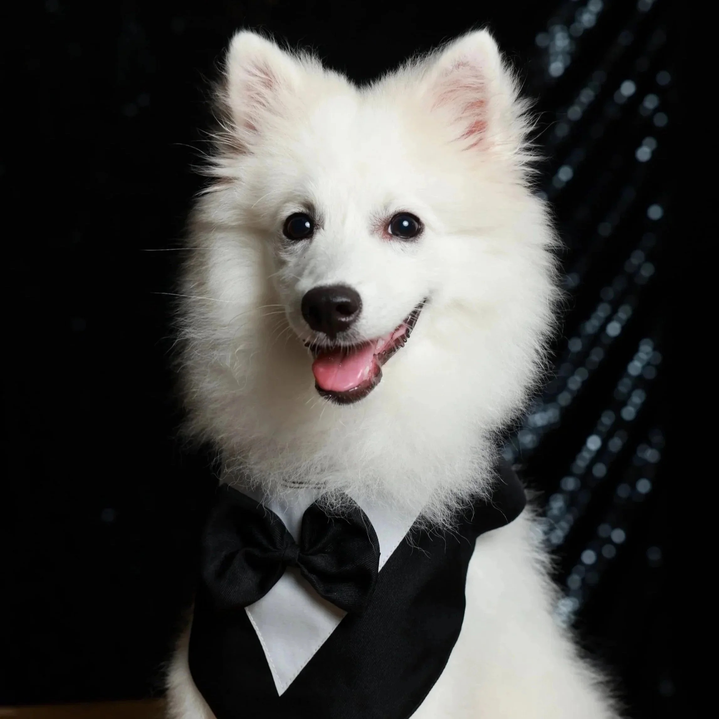 A white fluffy dog wearing a black tuxedo with a black bow tie, sitting against a dark background.