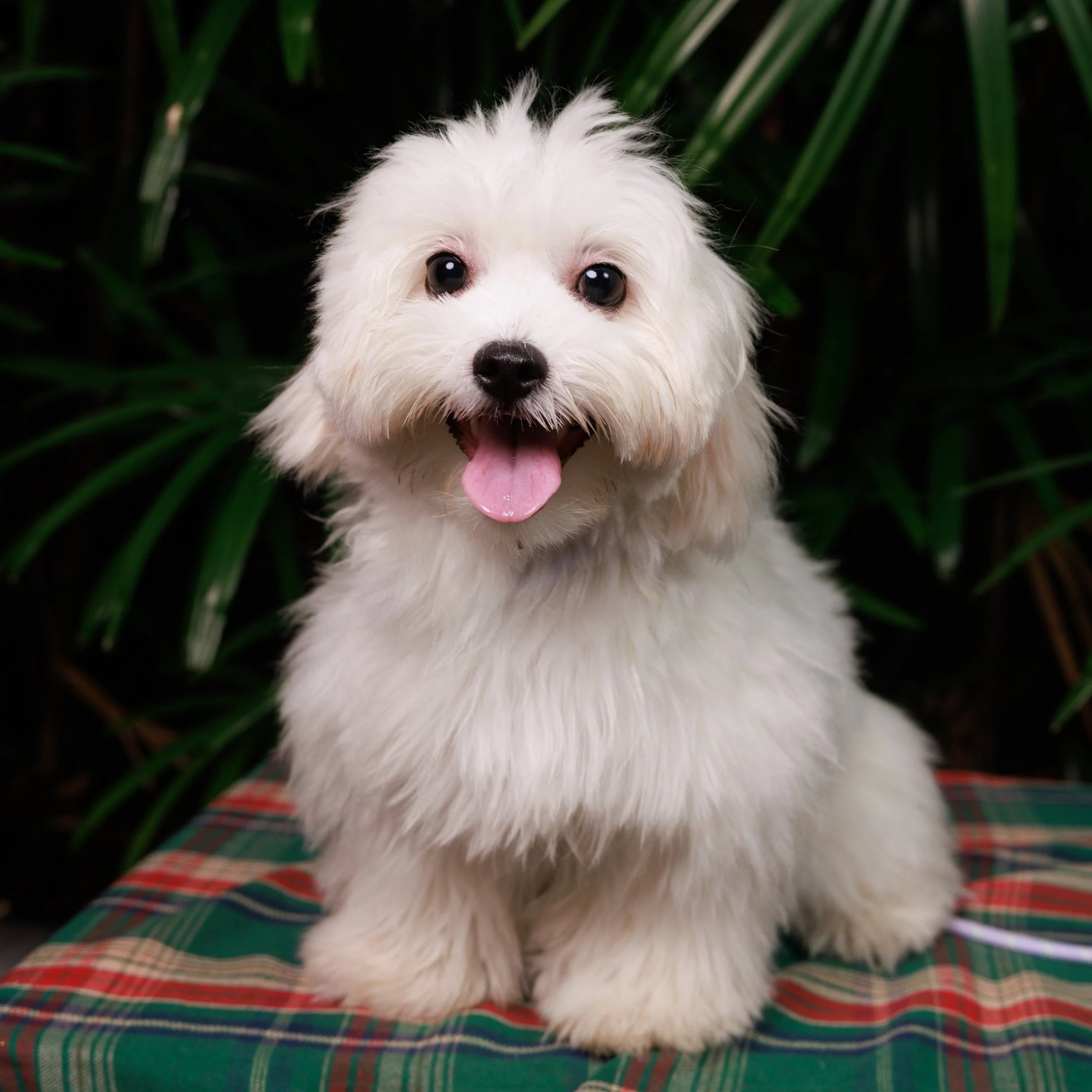 A fluffy white puppy with dark eyes, sitting on a plaid surface with green foliage in the background, looking happy with its tongue out.