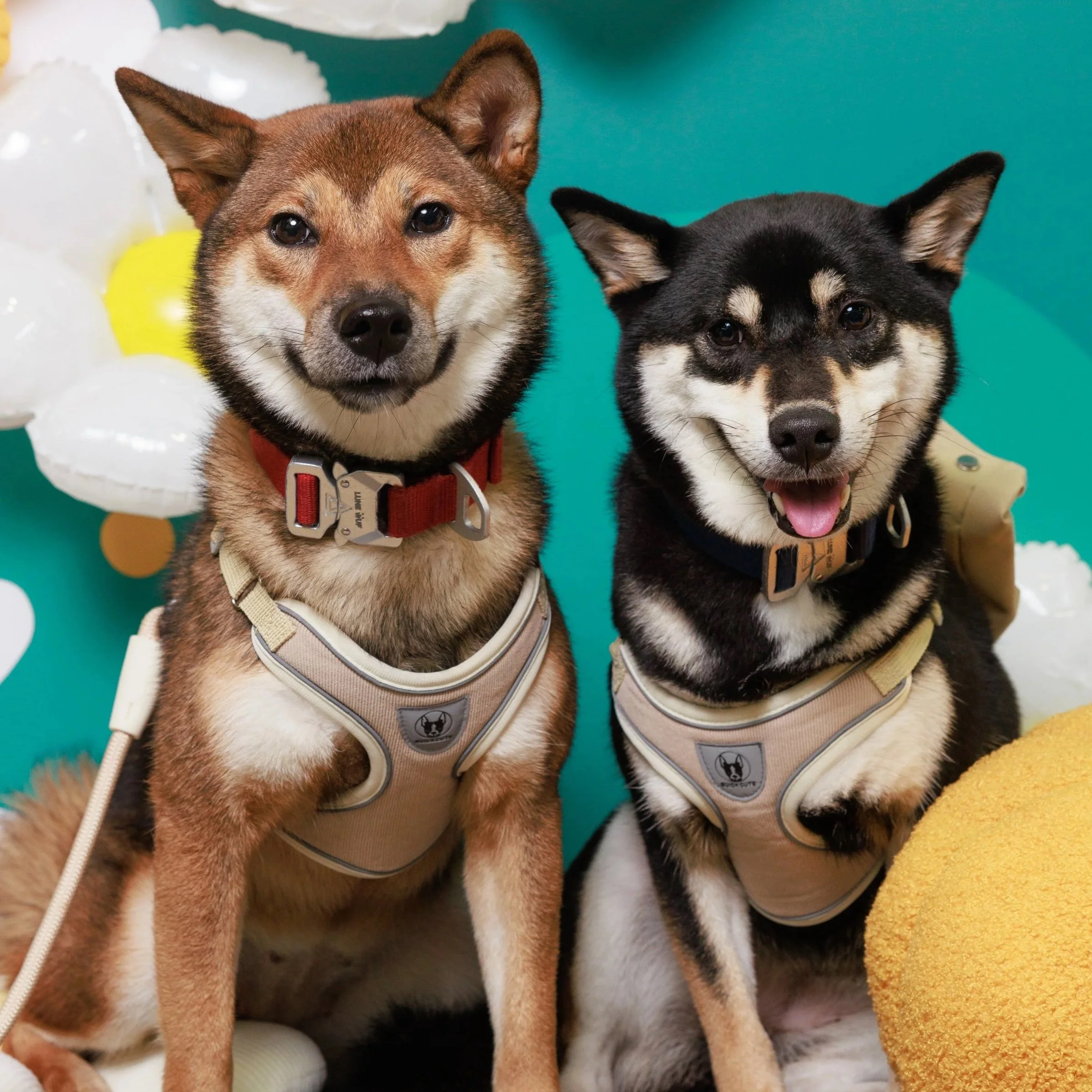 Two Shiba Inu dogs sitting together wearing harnesses, one with a red collar and the other with a black collar, against a colorful background with balloons and puffy decorations.