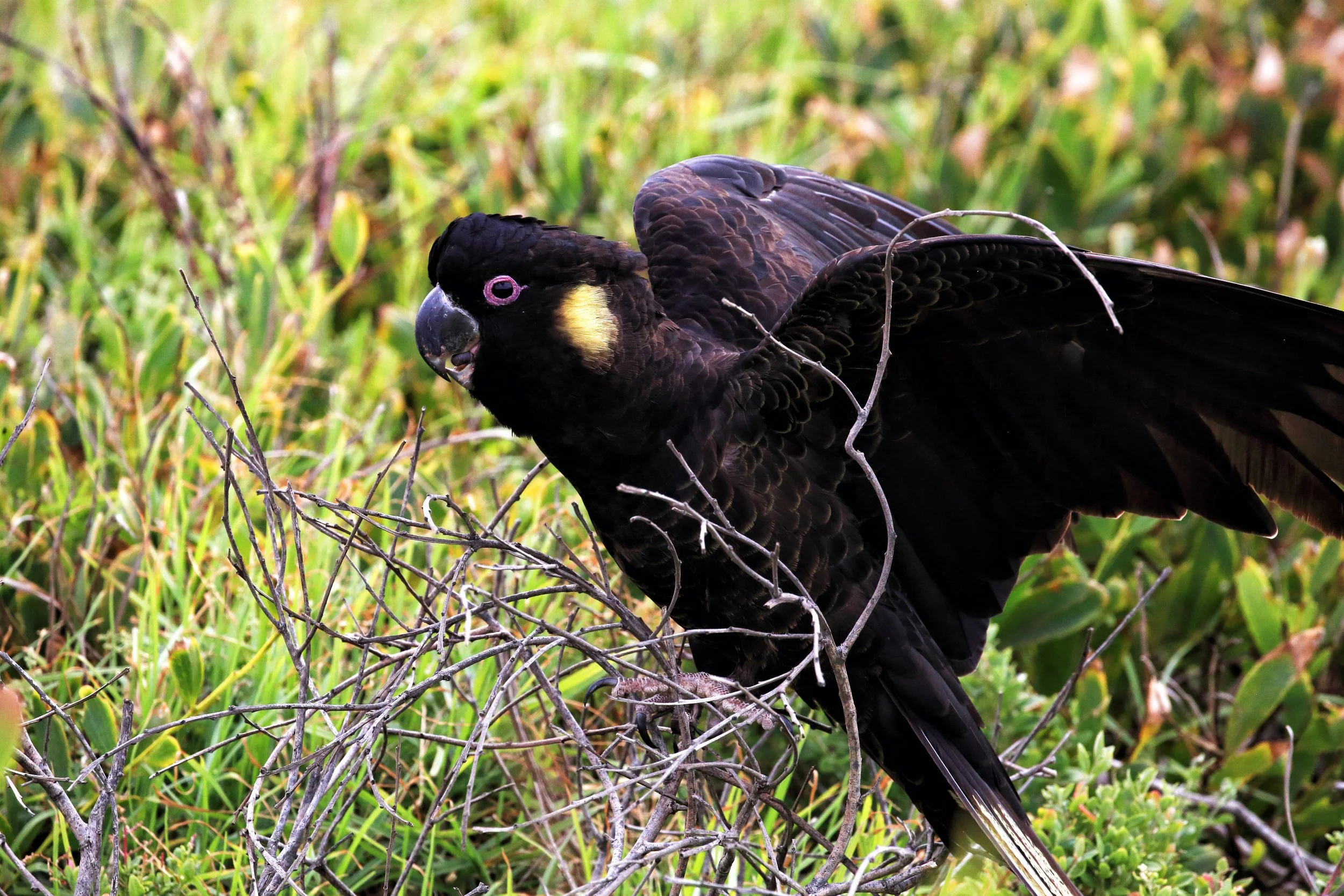 Yellow-tailed Black Cockatoo (Zanda funerea)