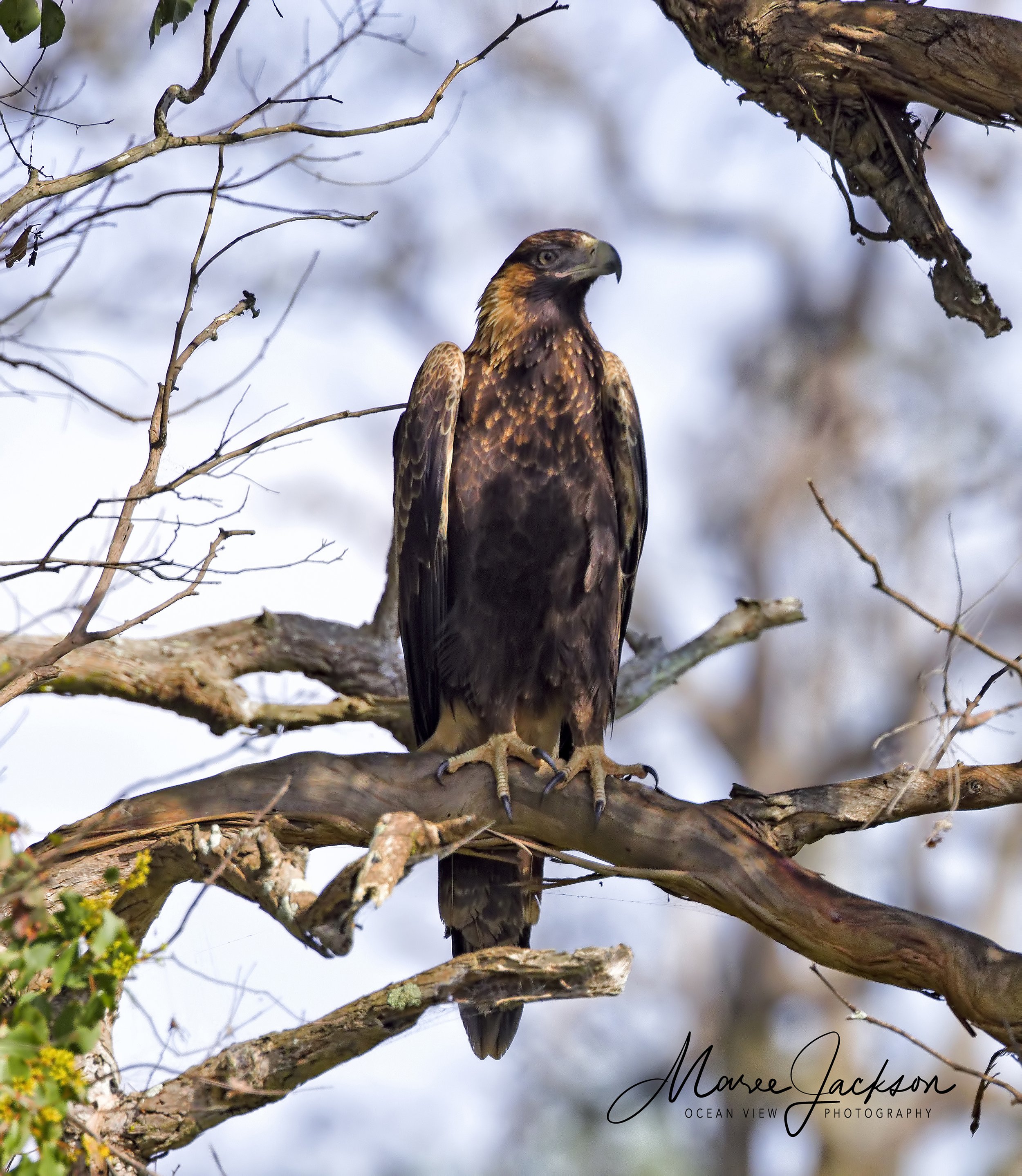 Juvenile Wedge-tailed Eagle (Aquila audax)