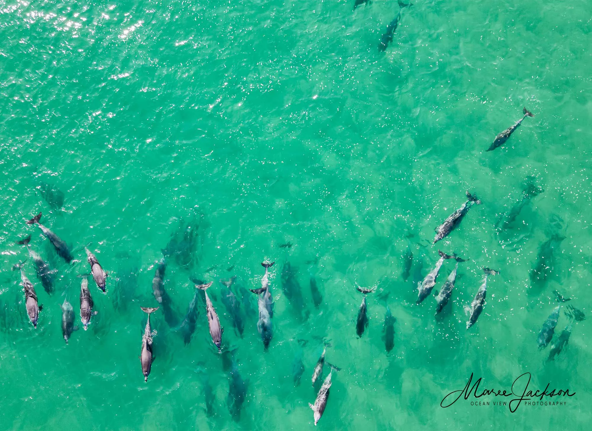 Marine Animals