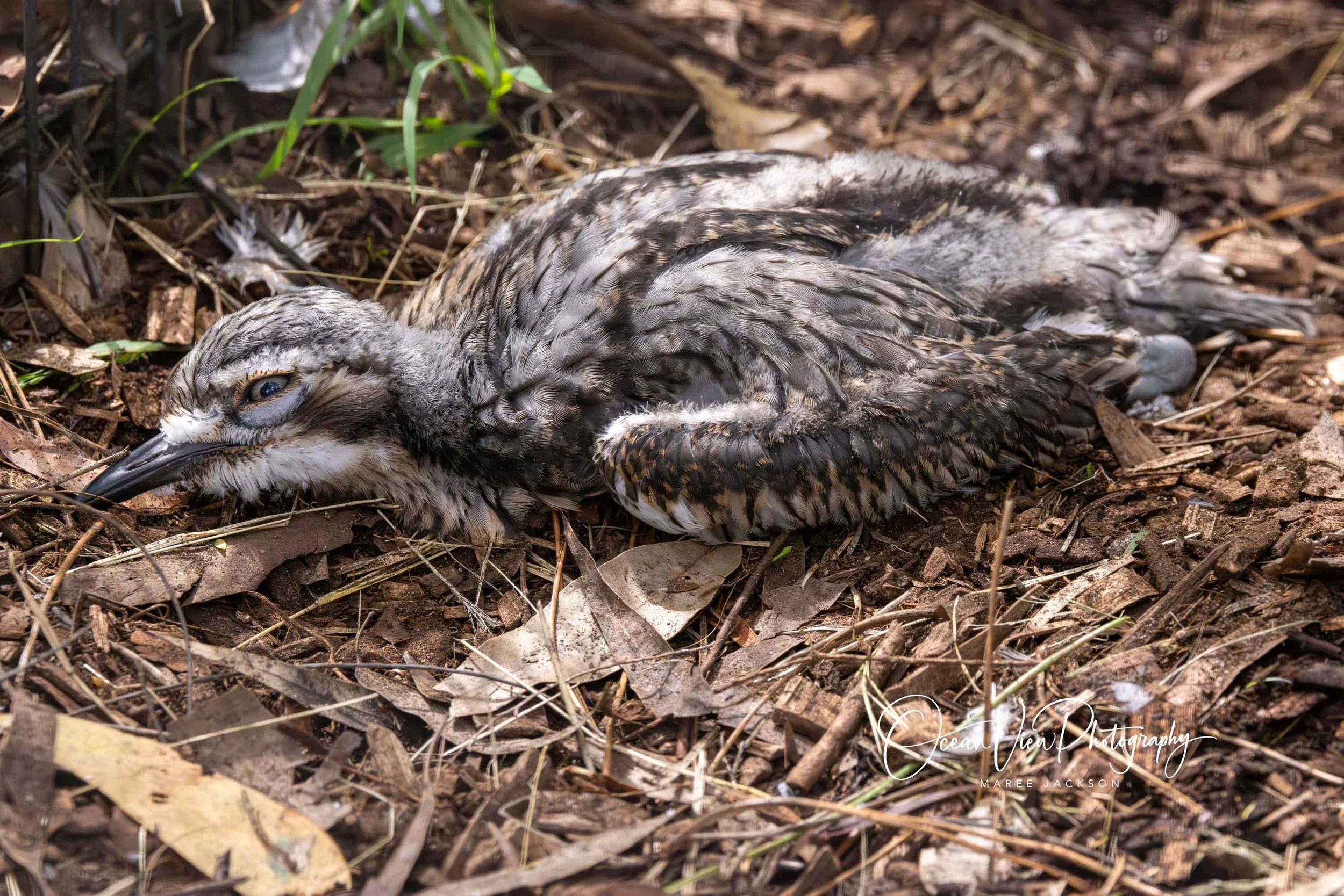 Bush Stone-curlew chick (Burhinus grallarius)