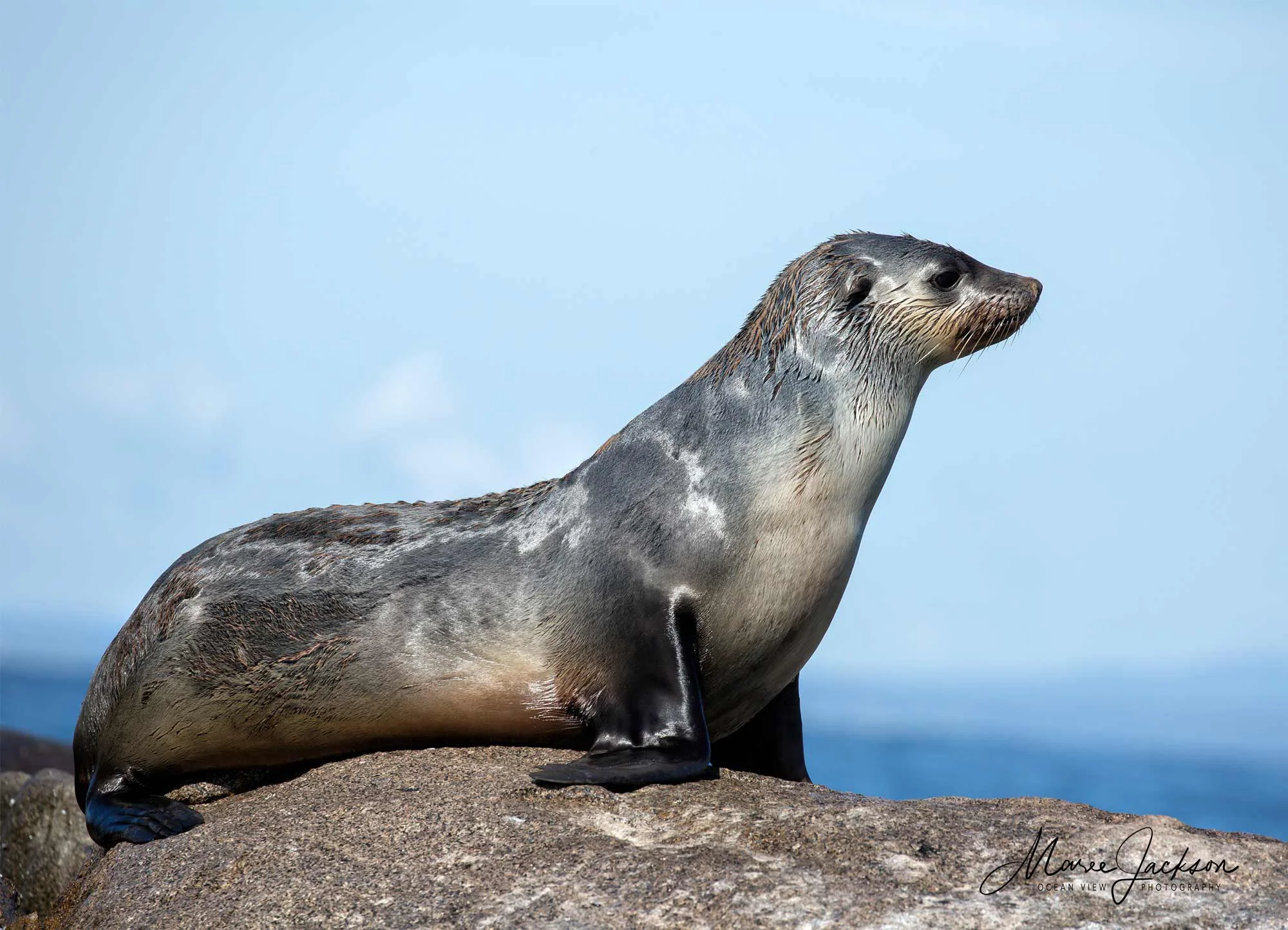 Australian Fur Seal