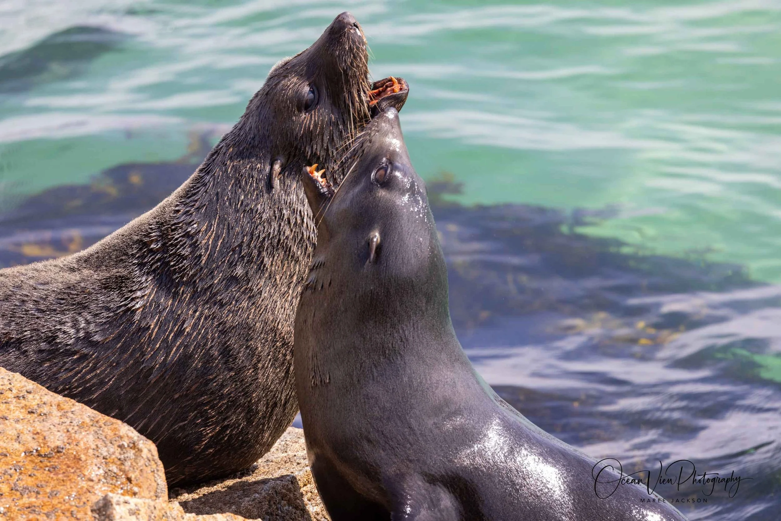 NZ Fur Seals
