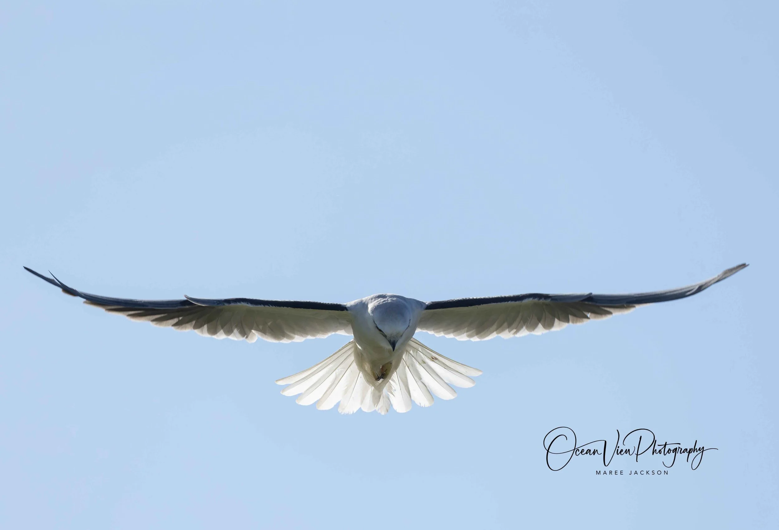 Black-shouldered Kite (Elanus axillaris)