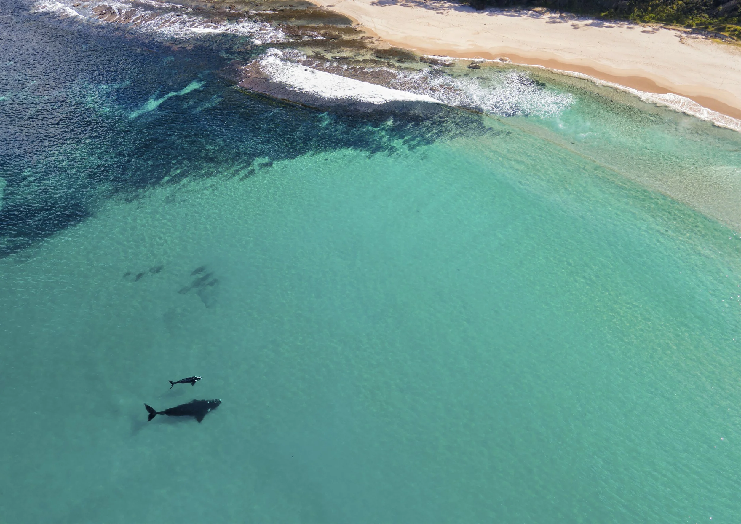 Southern Right Whales.jpg