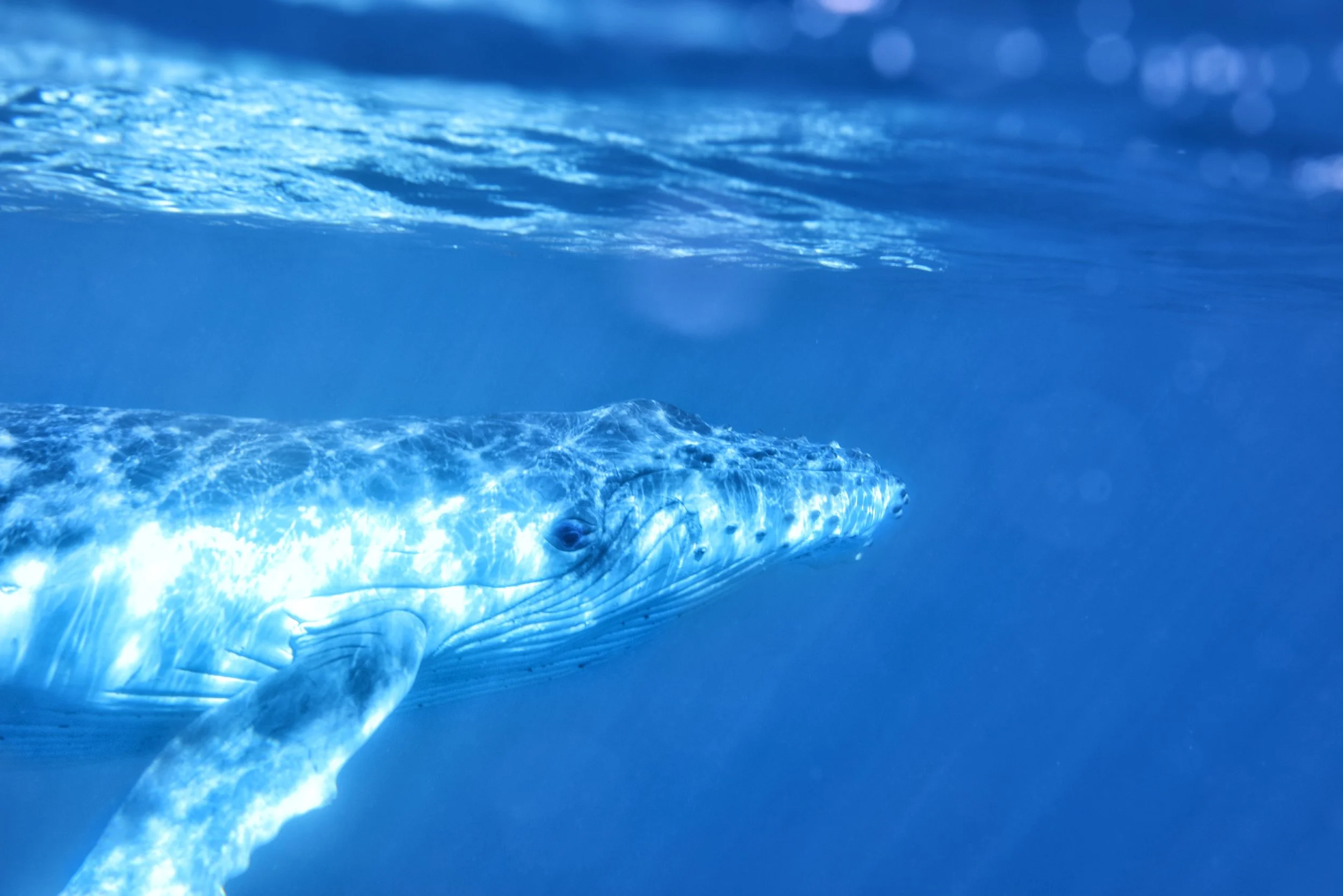 Humpback Whales2885.jpg