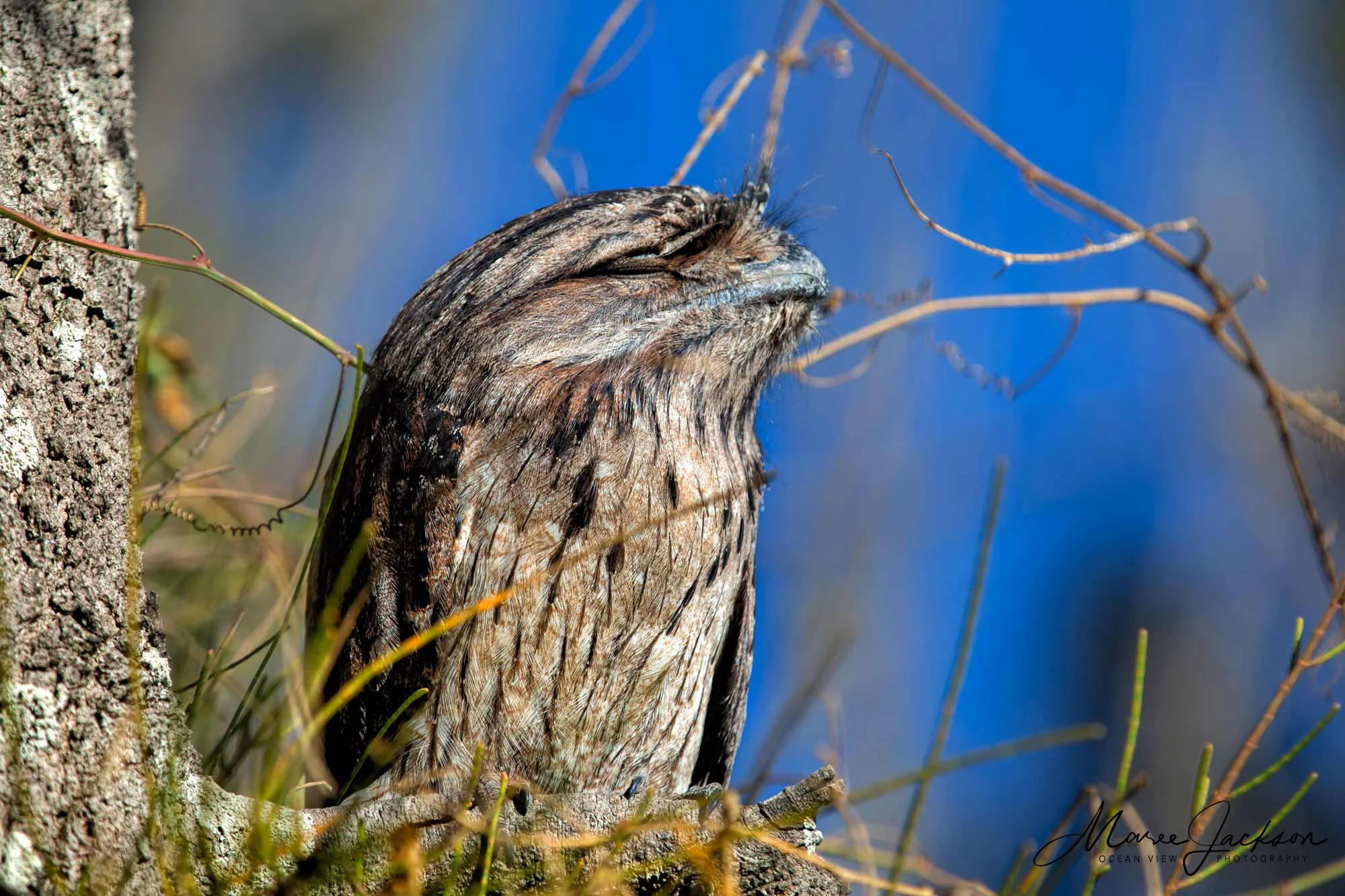 Tawny Frogmouth (Podargus strigoides)