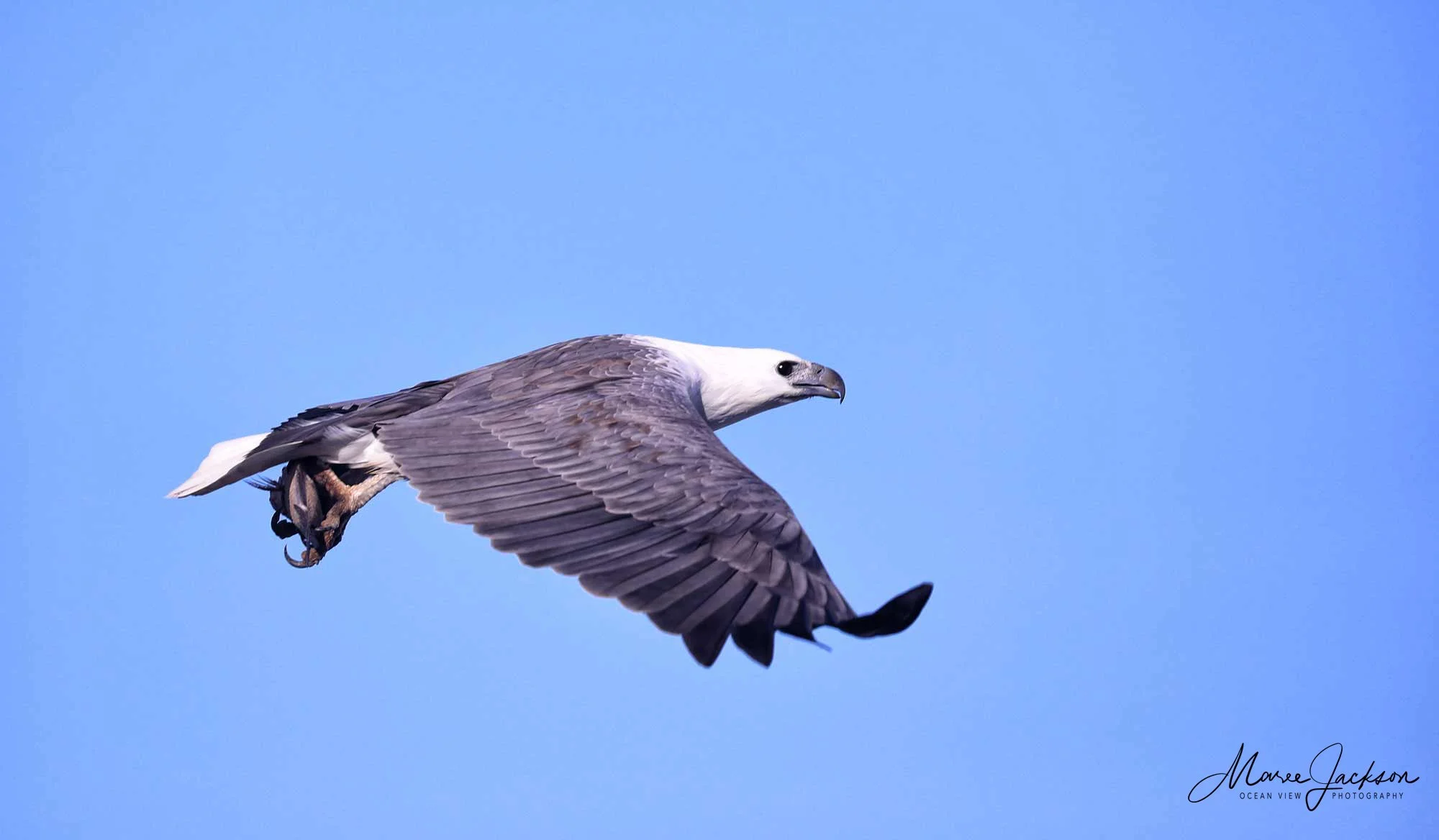 White-bellied Sea Eagle (Haliaeetus leucogaster)