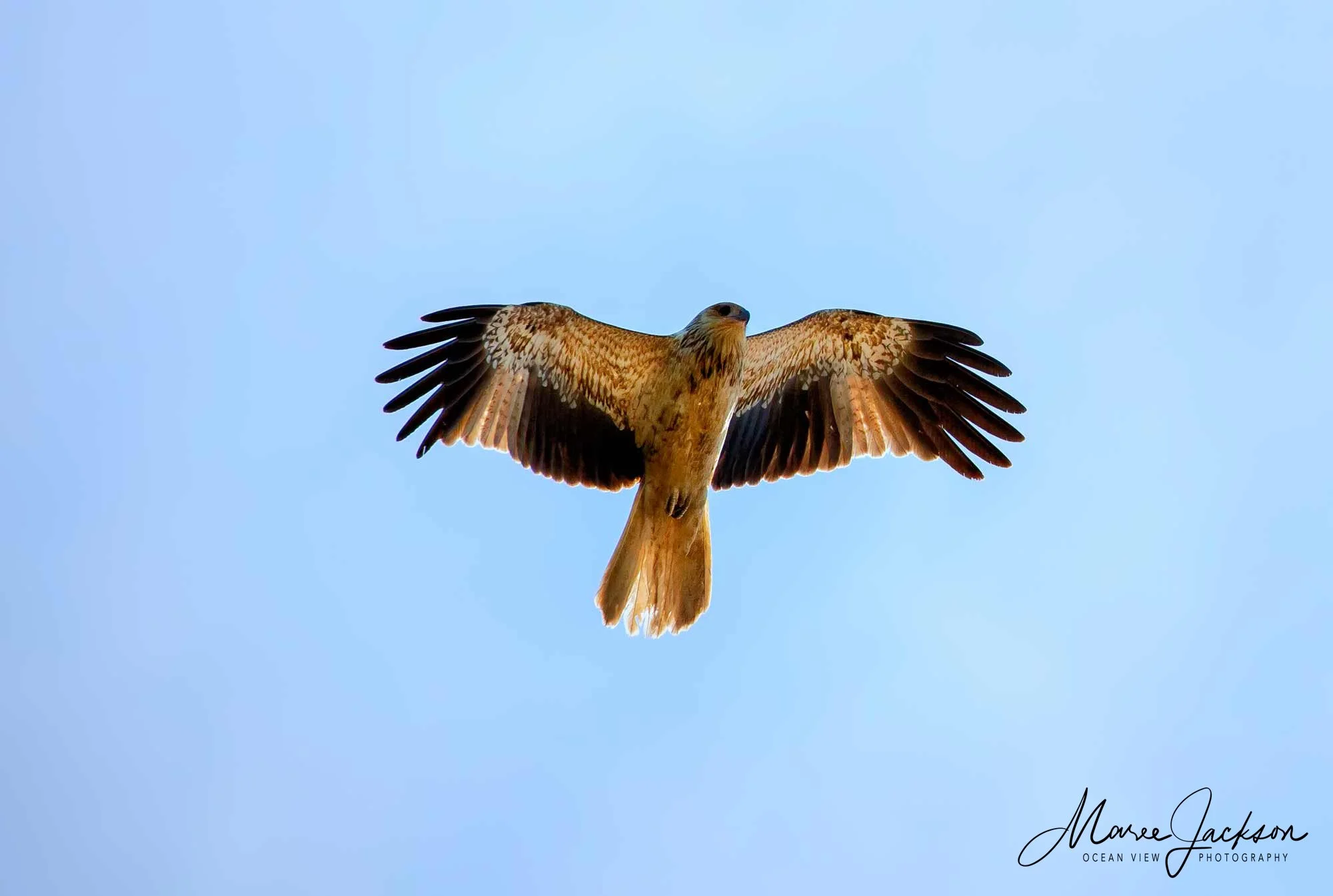 Whistling Kite (Haliastur sphenurus)