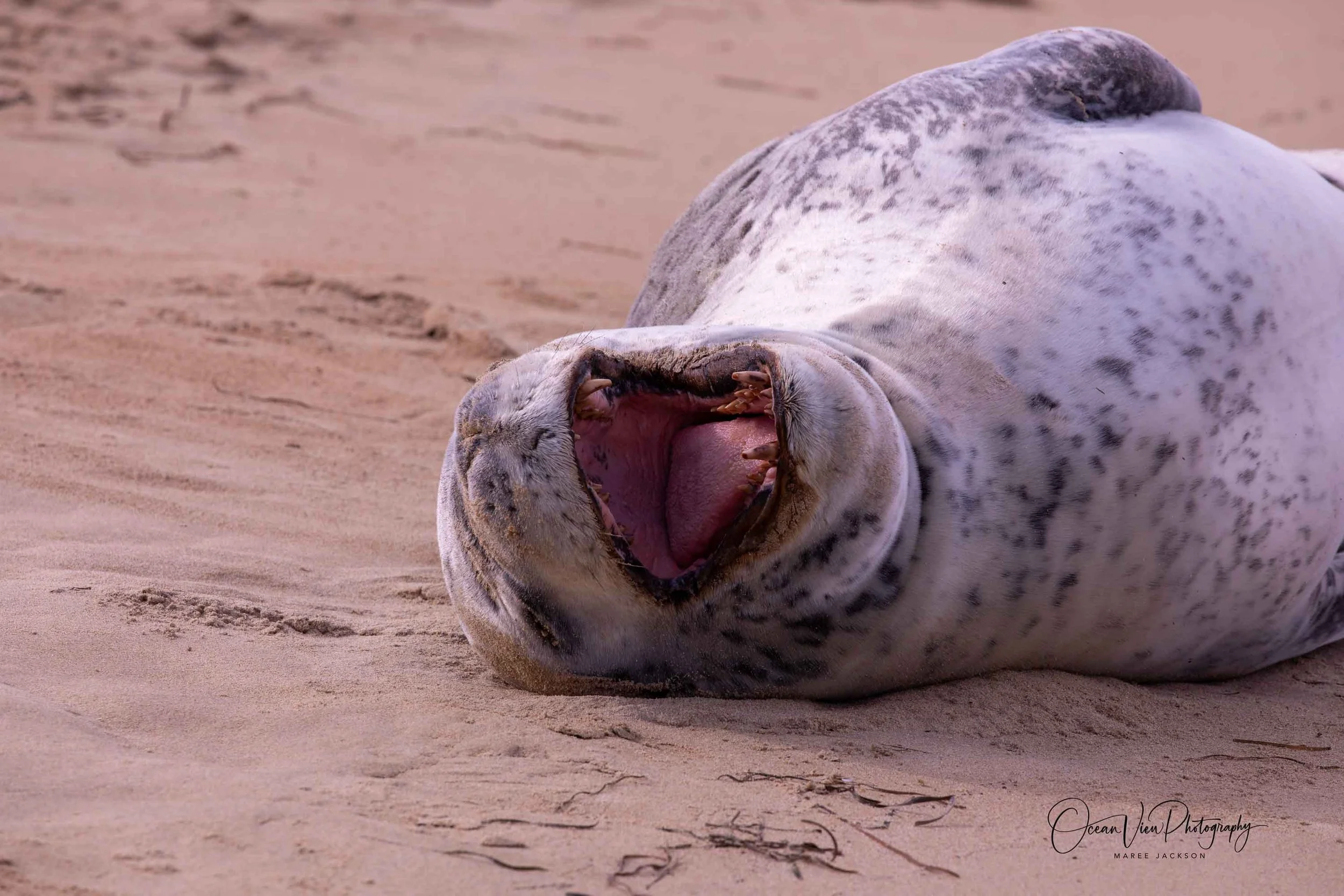 Leopard Seal telling you to go away