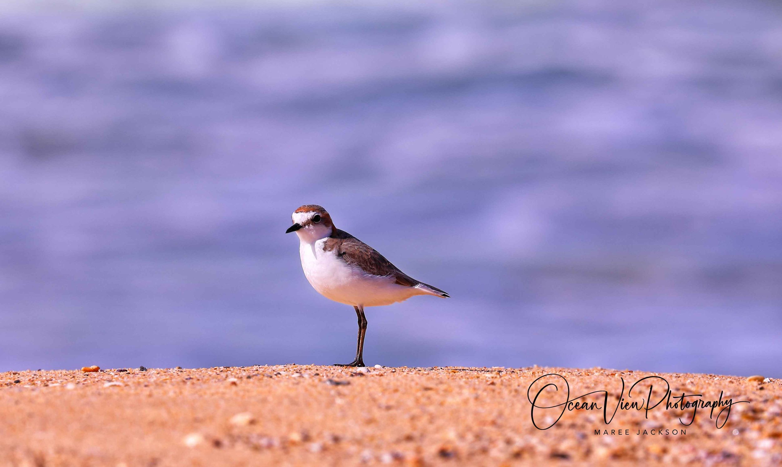 Red-capped Plover (Anarhynchus ruficapillus)