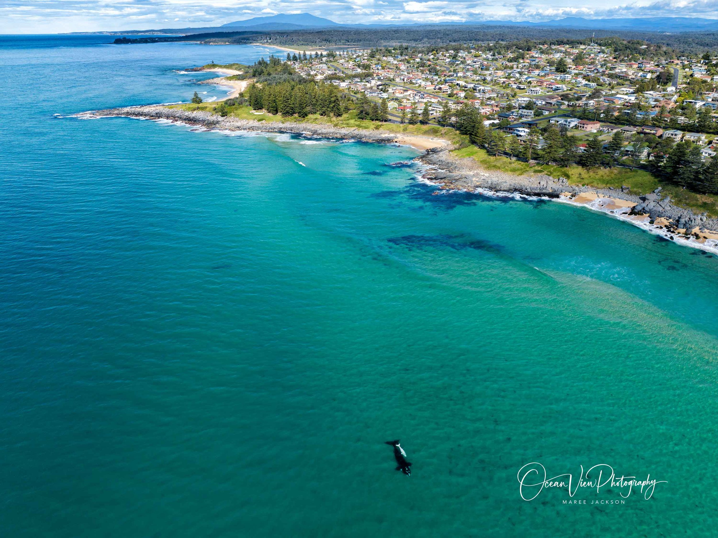 Southern Right Whales off Tuross Head
