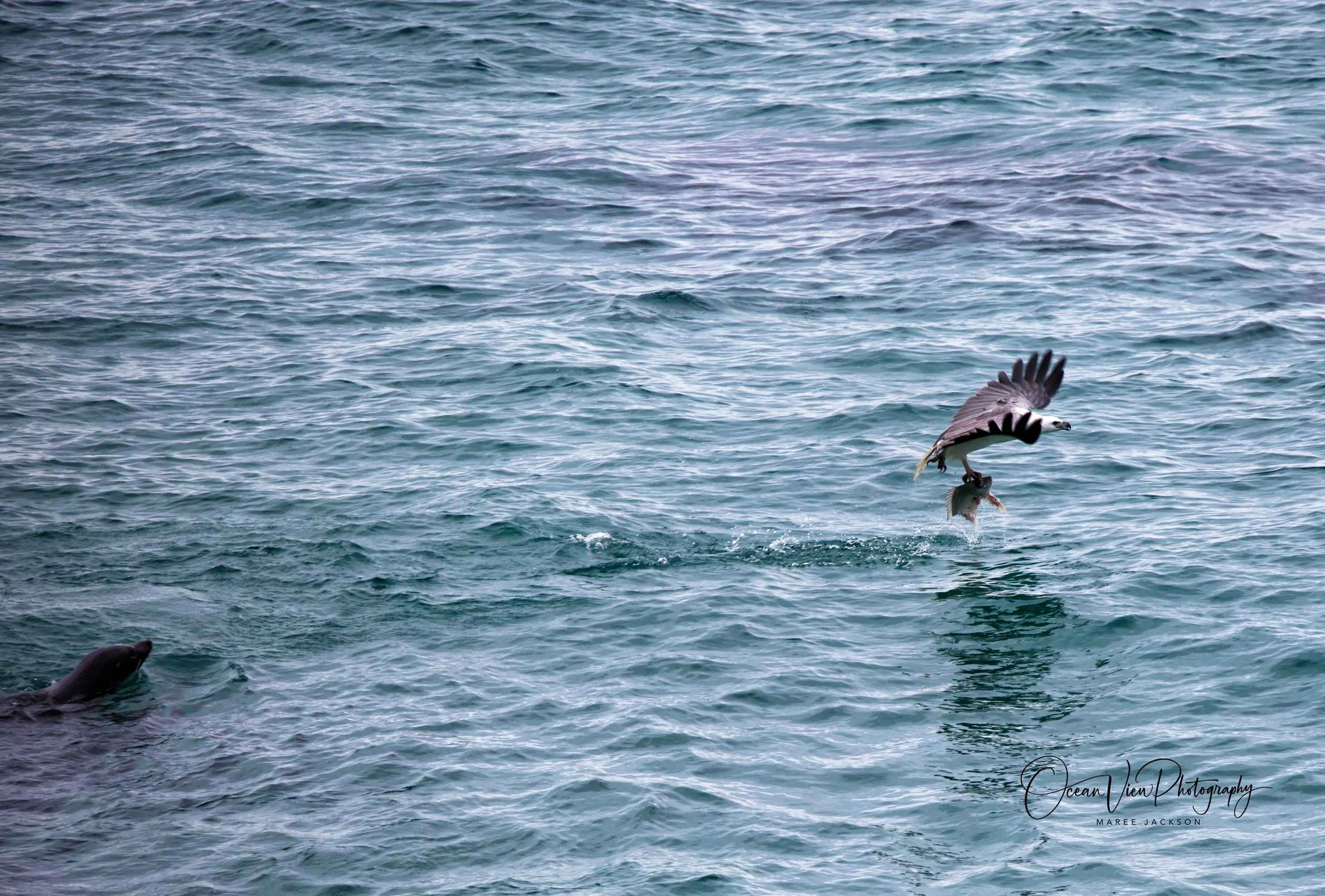 White-bellied Sea Eagle (Haliaeetus leucogaster)