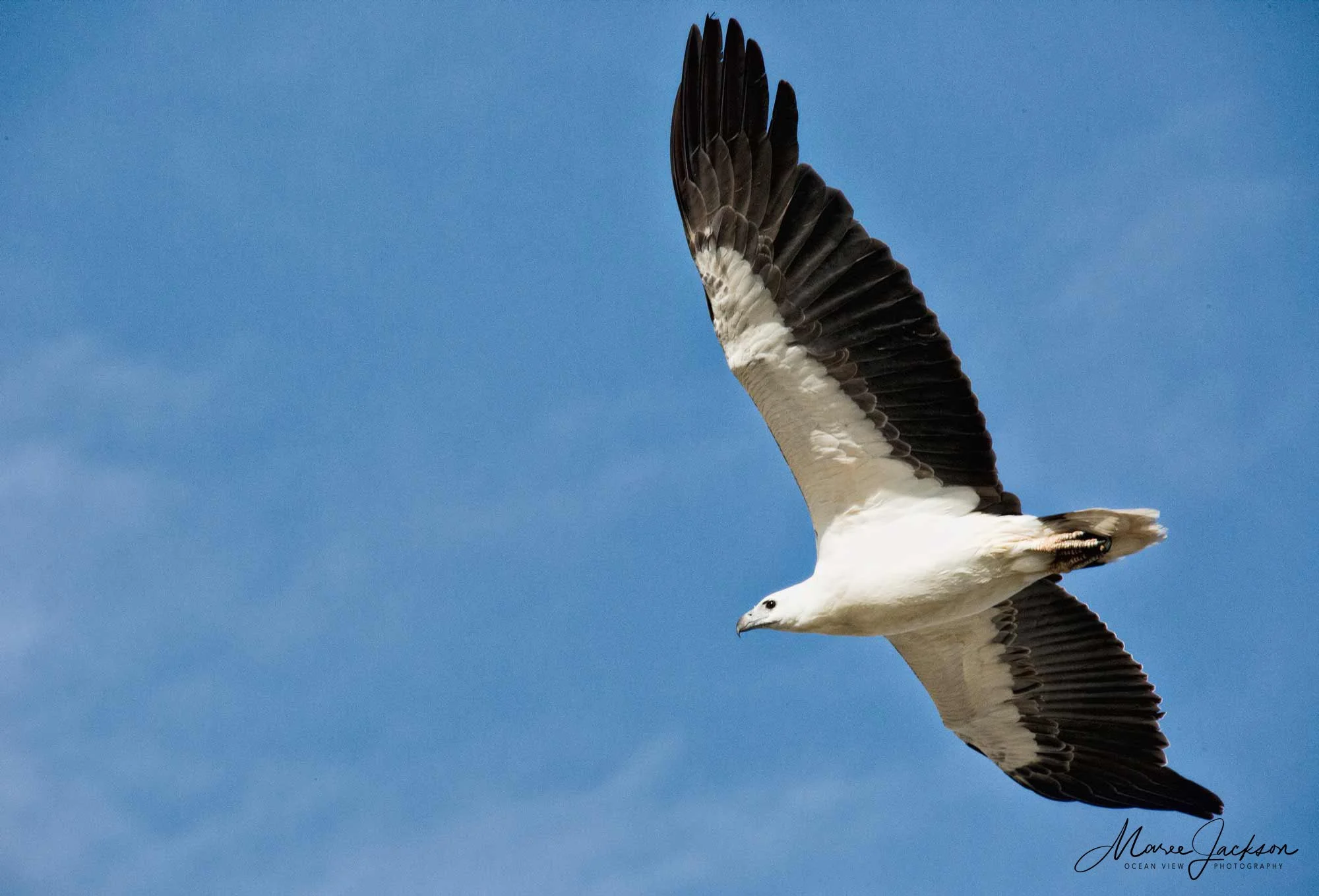 White-bellied Sea Eagle (Haliaeetus leucogaster)