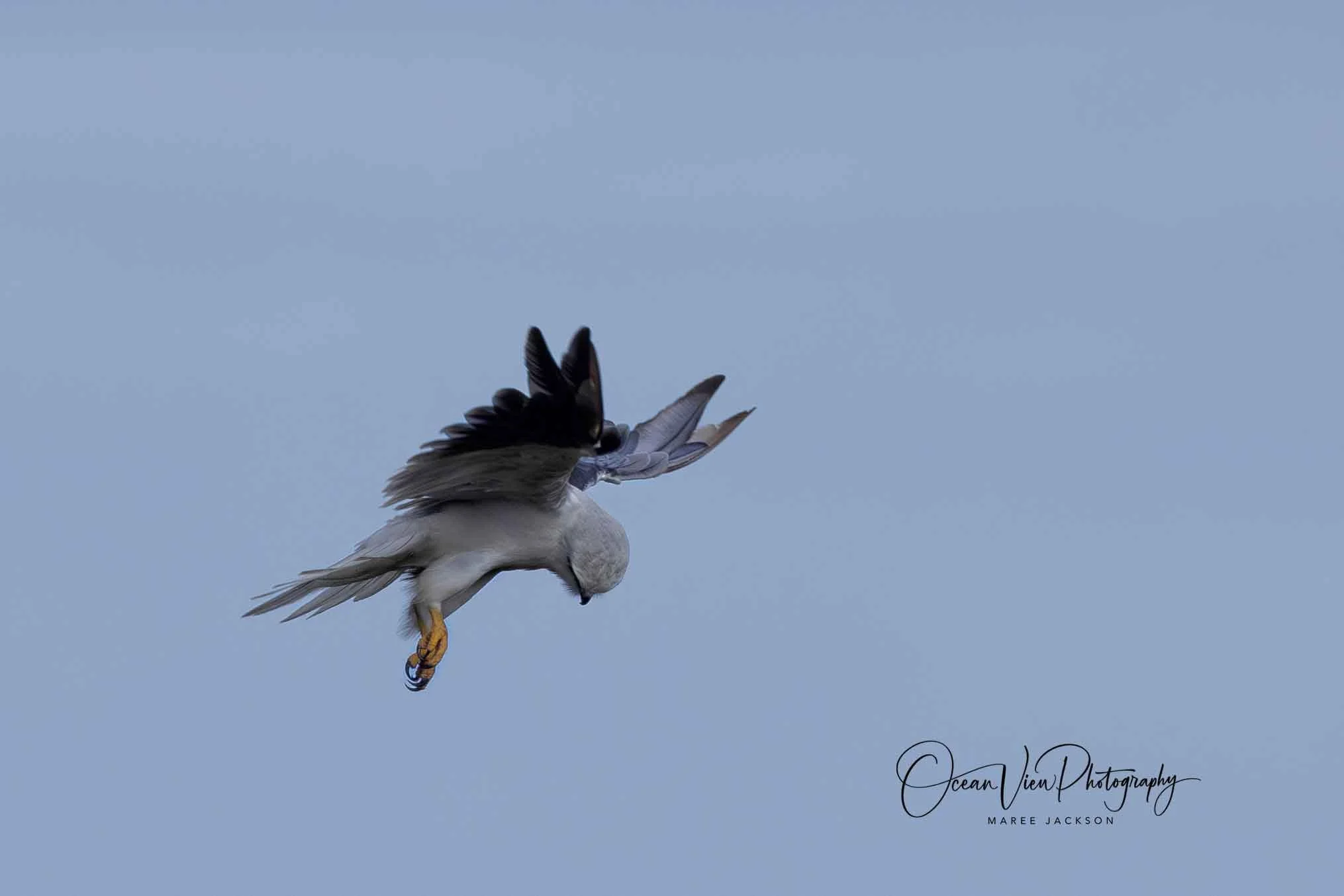 Black-shouldered Kite (Elanus axillaris)