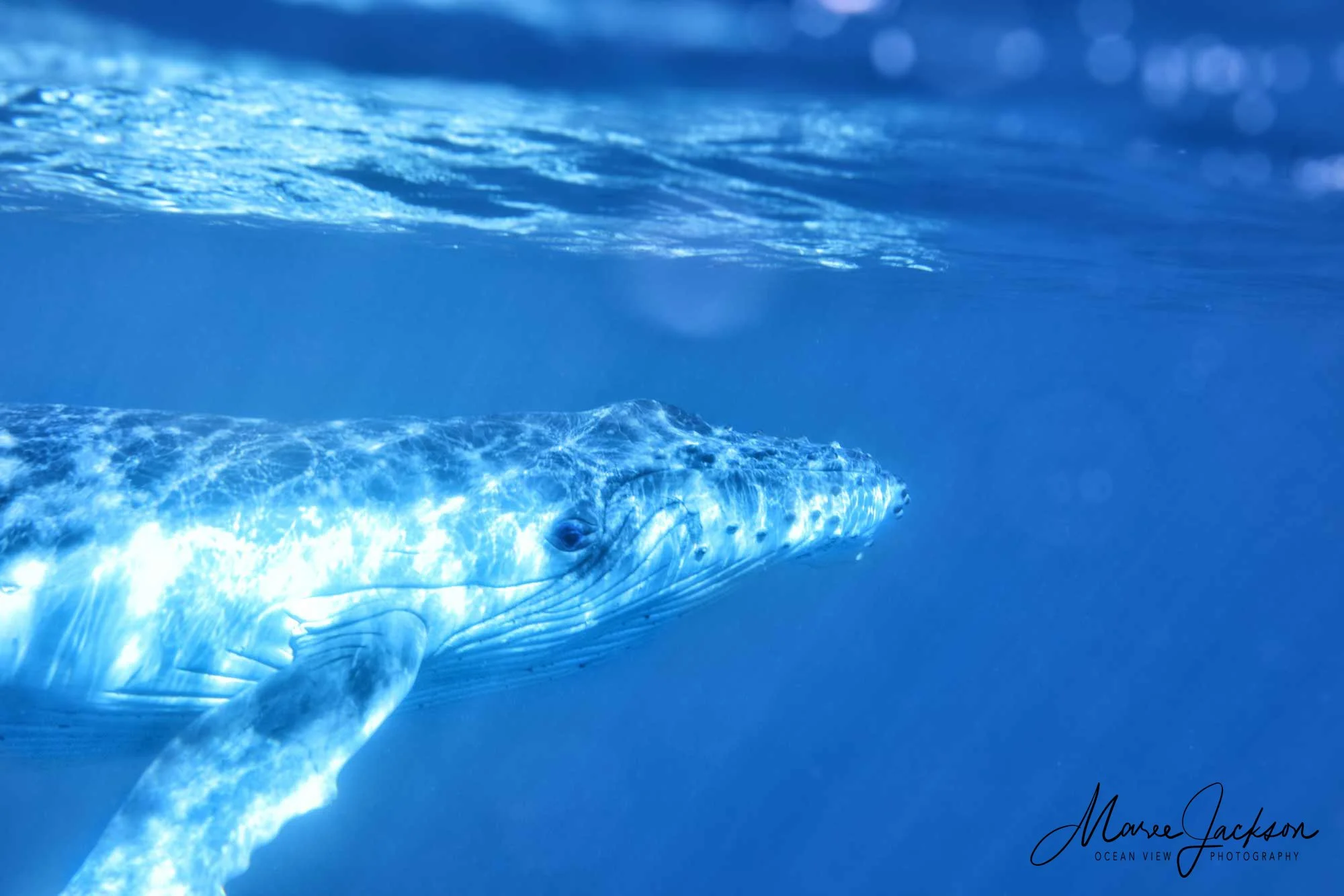 Humpback whale calf only weeks old