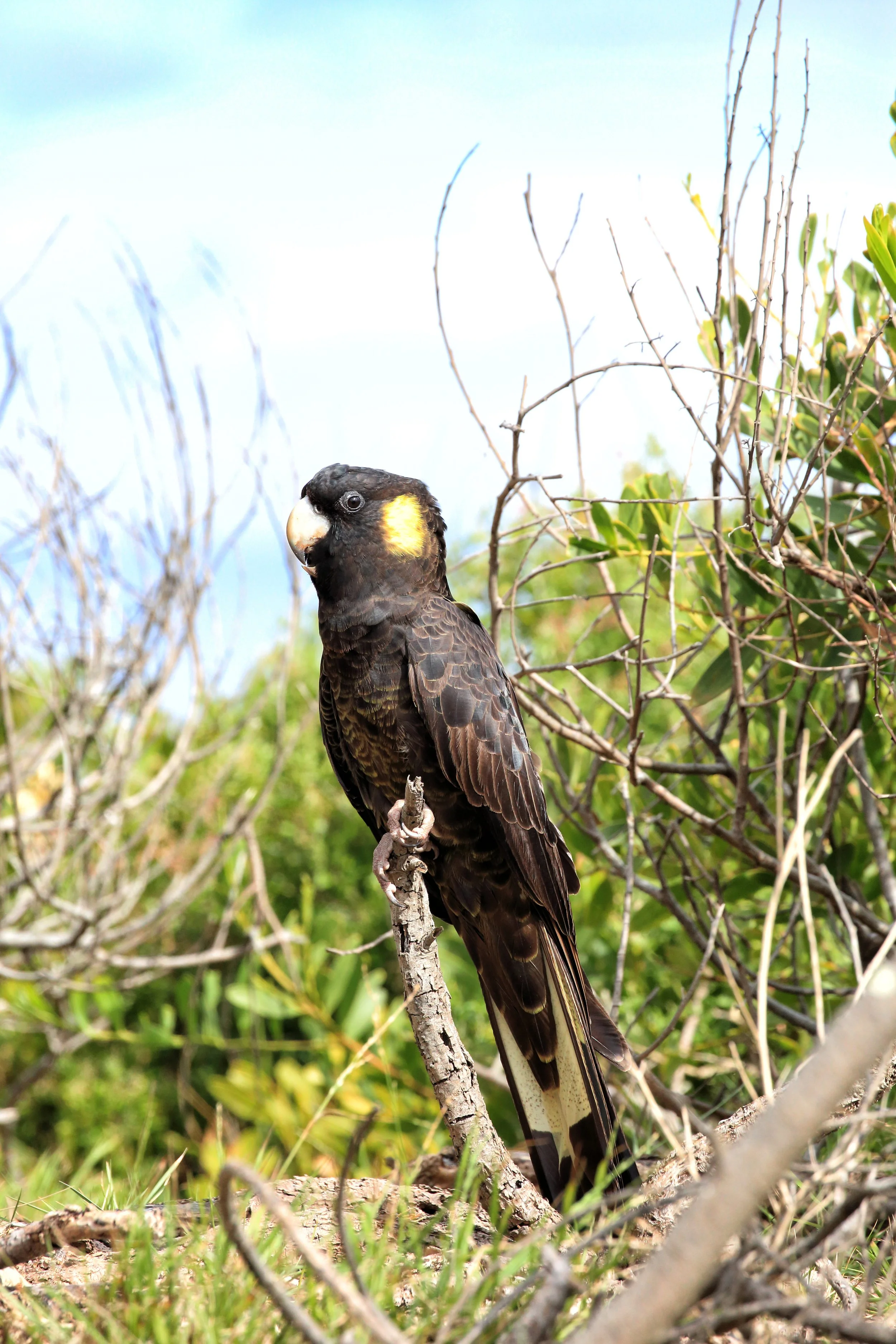 Yellow-tailed Black Cockatoo (Zanda funerea)