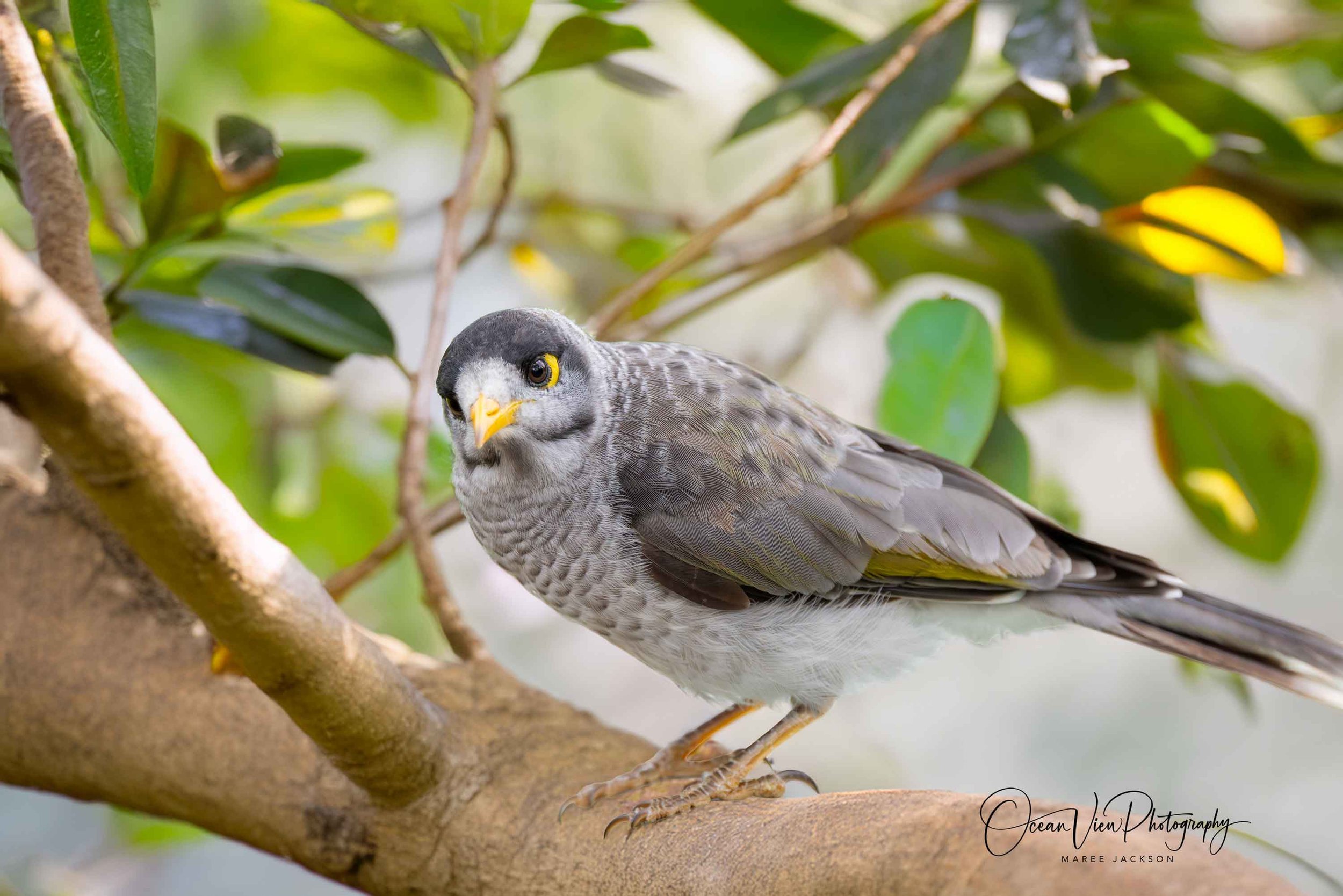 Noisy Miner (Manorina melanocephala)