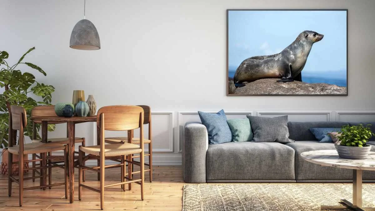 Australian Fur seal framed in home setting