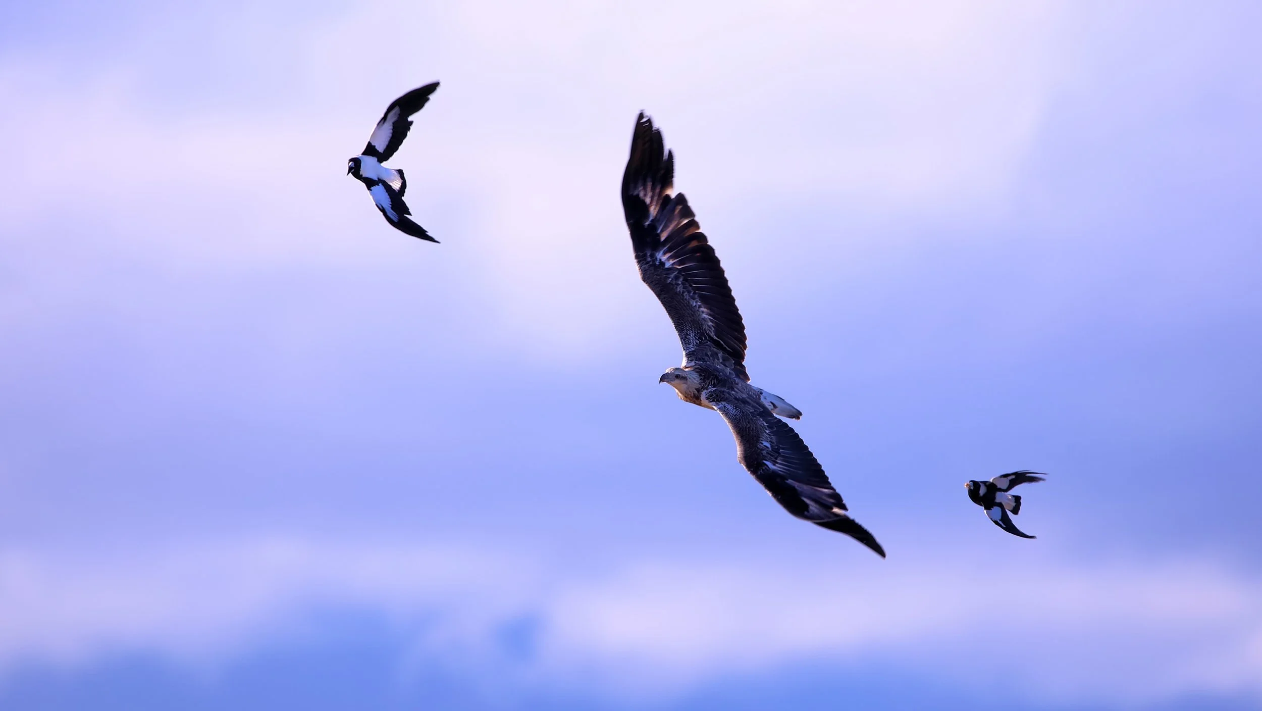 Osprey (Pandion haliaetus cristatus)