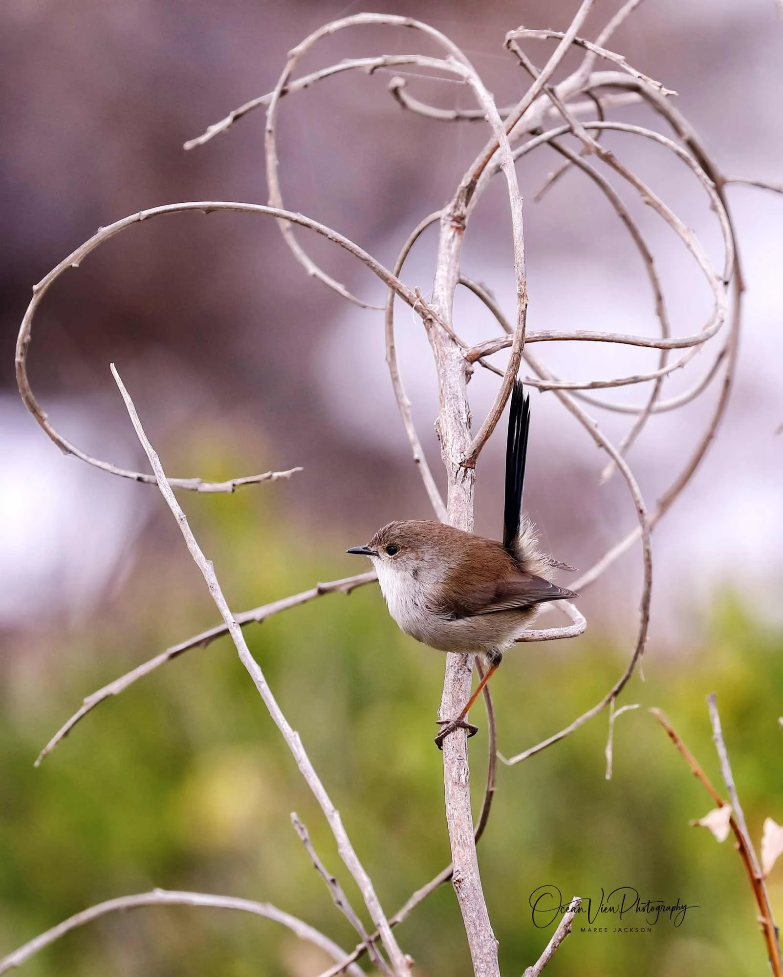 Superb Fairywren (Malurus cyaneus) - Female