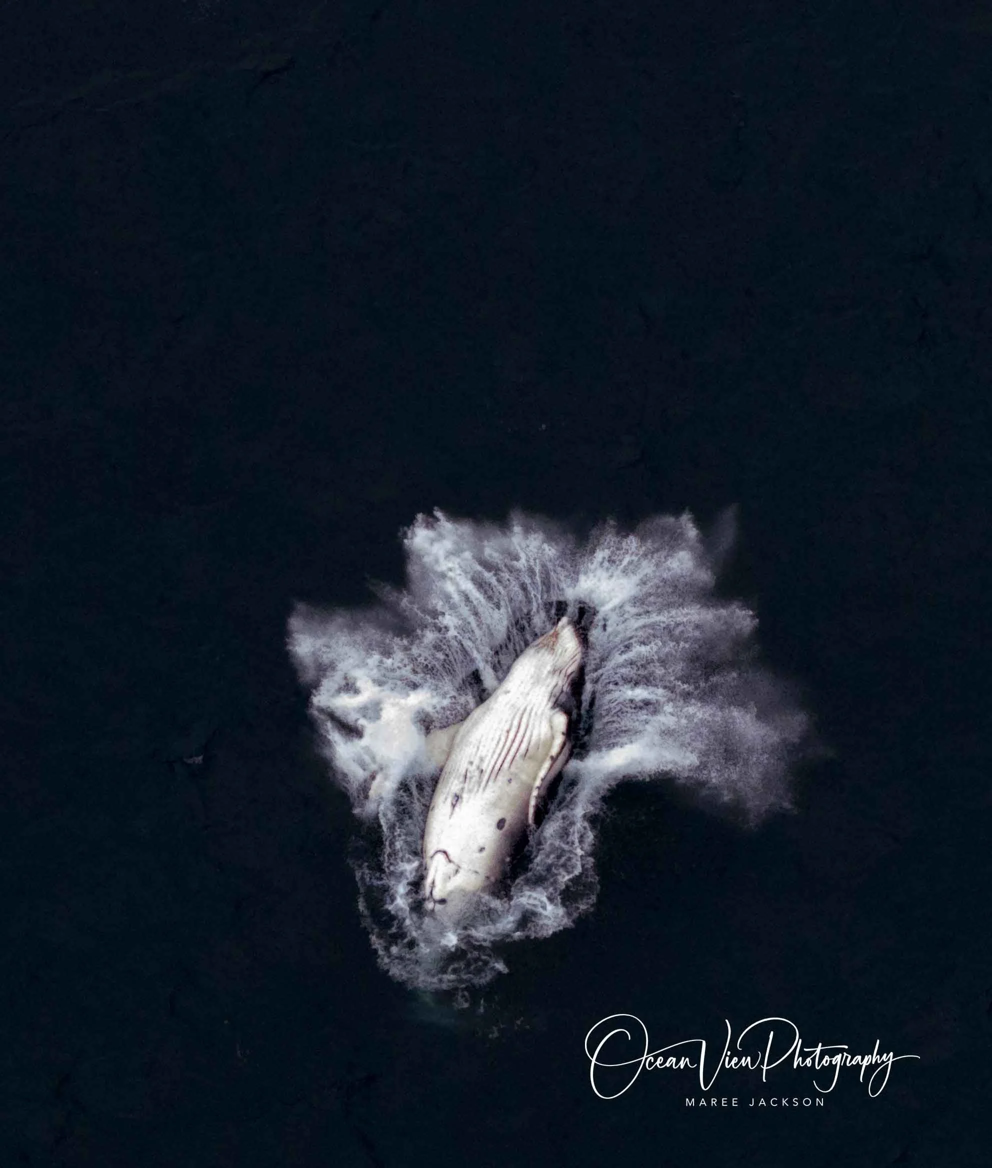 Humpback Whale breaching