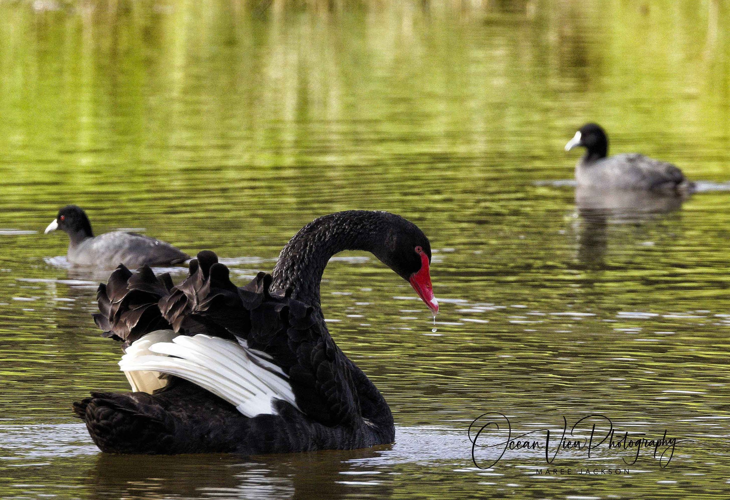 Black Swan (Cygnus atratus)