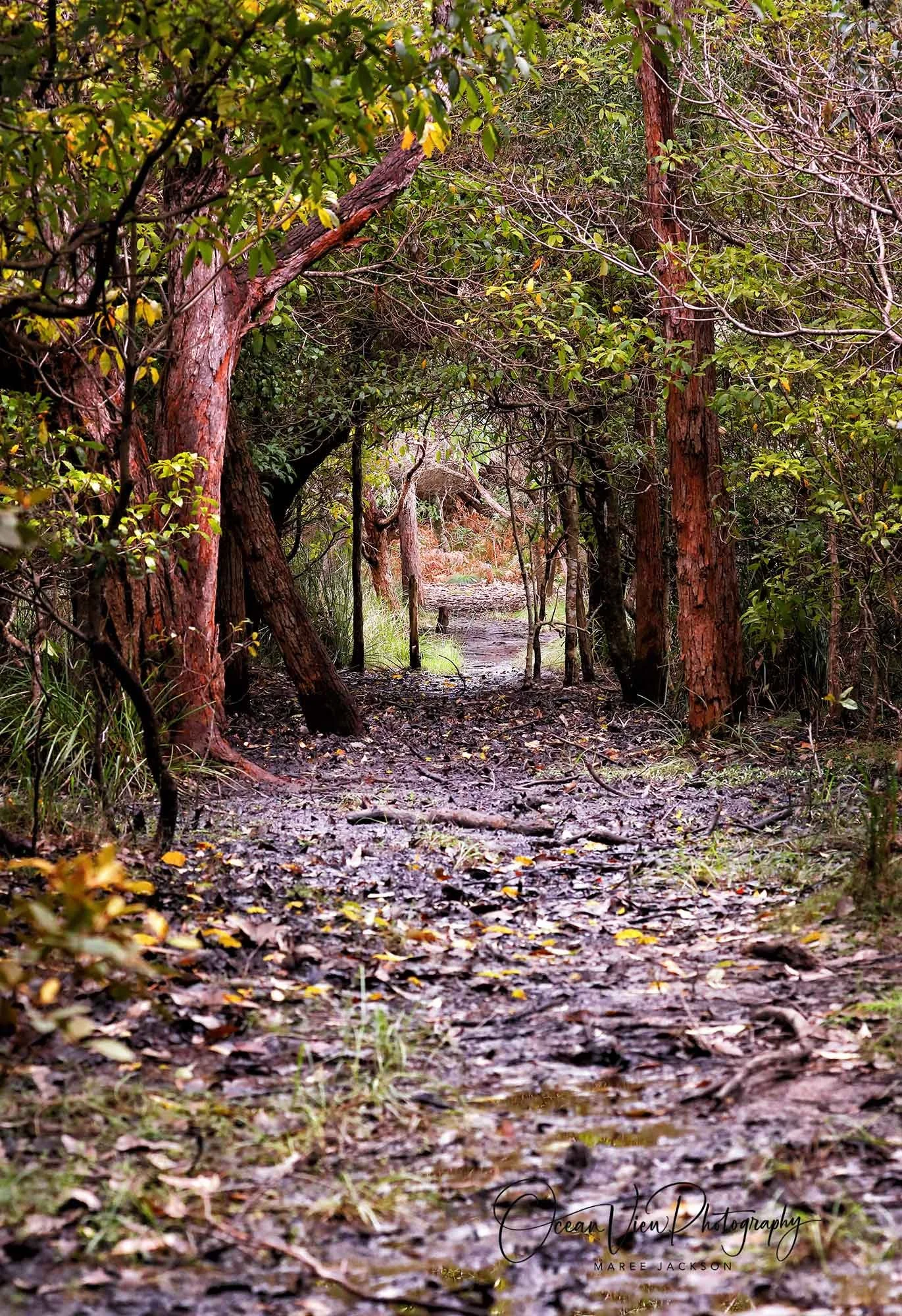 Path through the bush