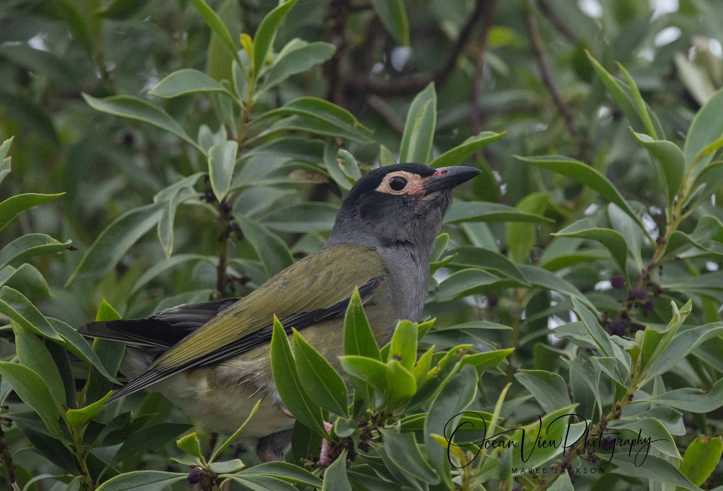 White-naped Honeyeater (Melithreptus lunatus)