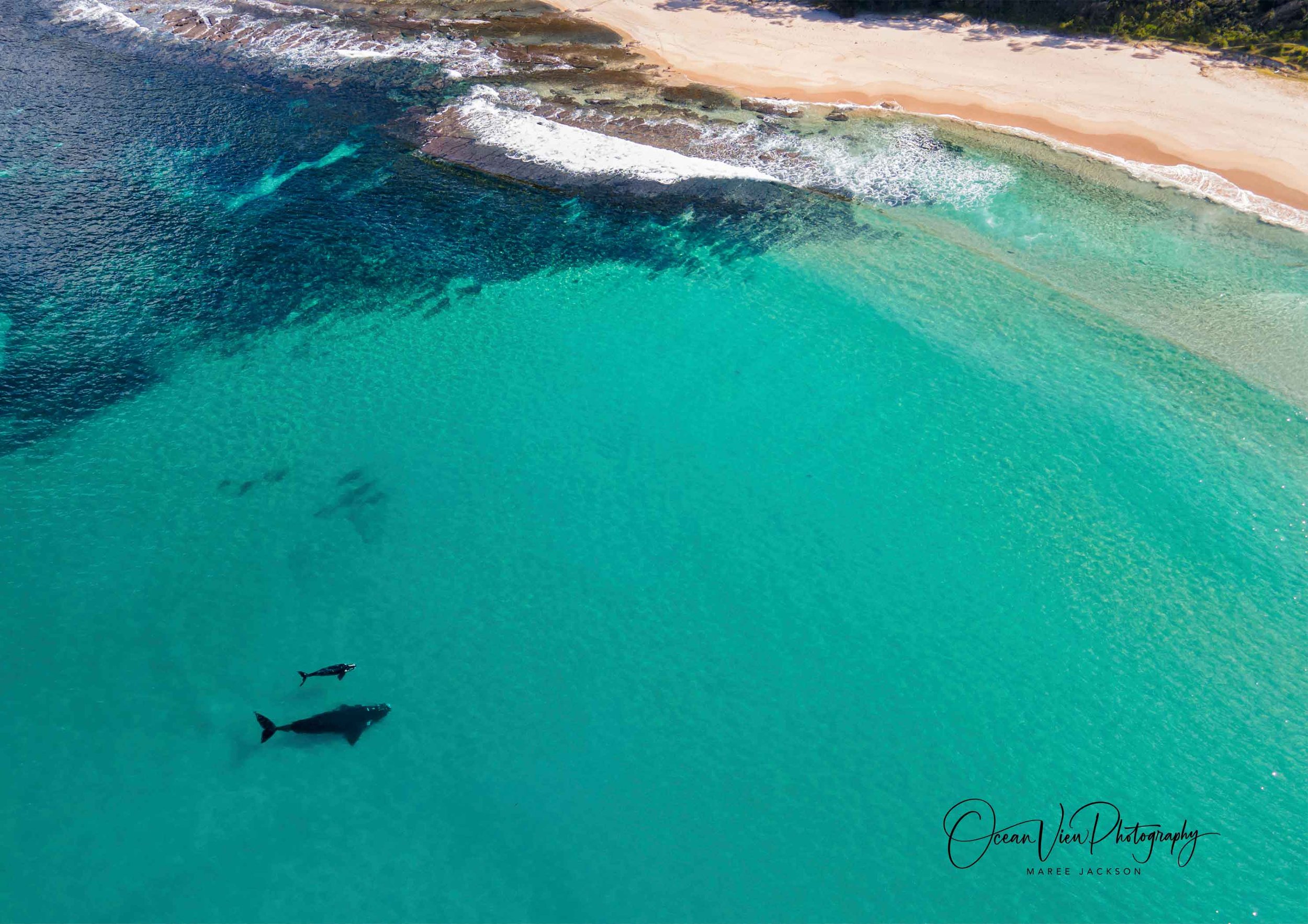 Southern Right Whales off Coila Beach