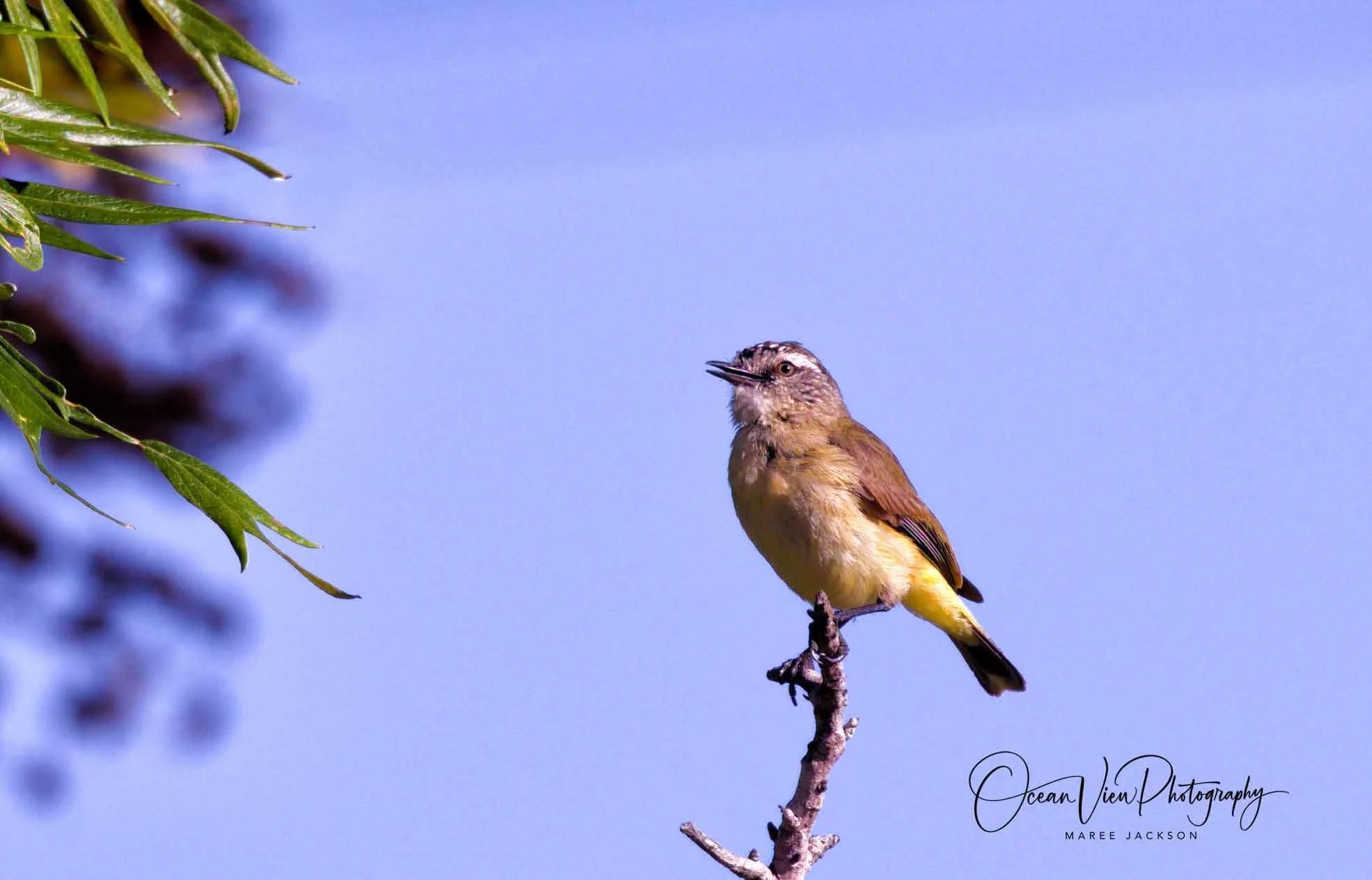 Yellow-faced Honeyeater (Caligavis chrysops)
